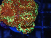 Blastomussa YellowGlitter