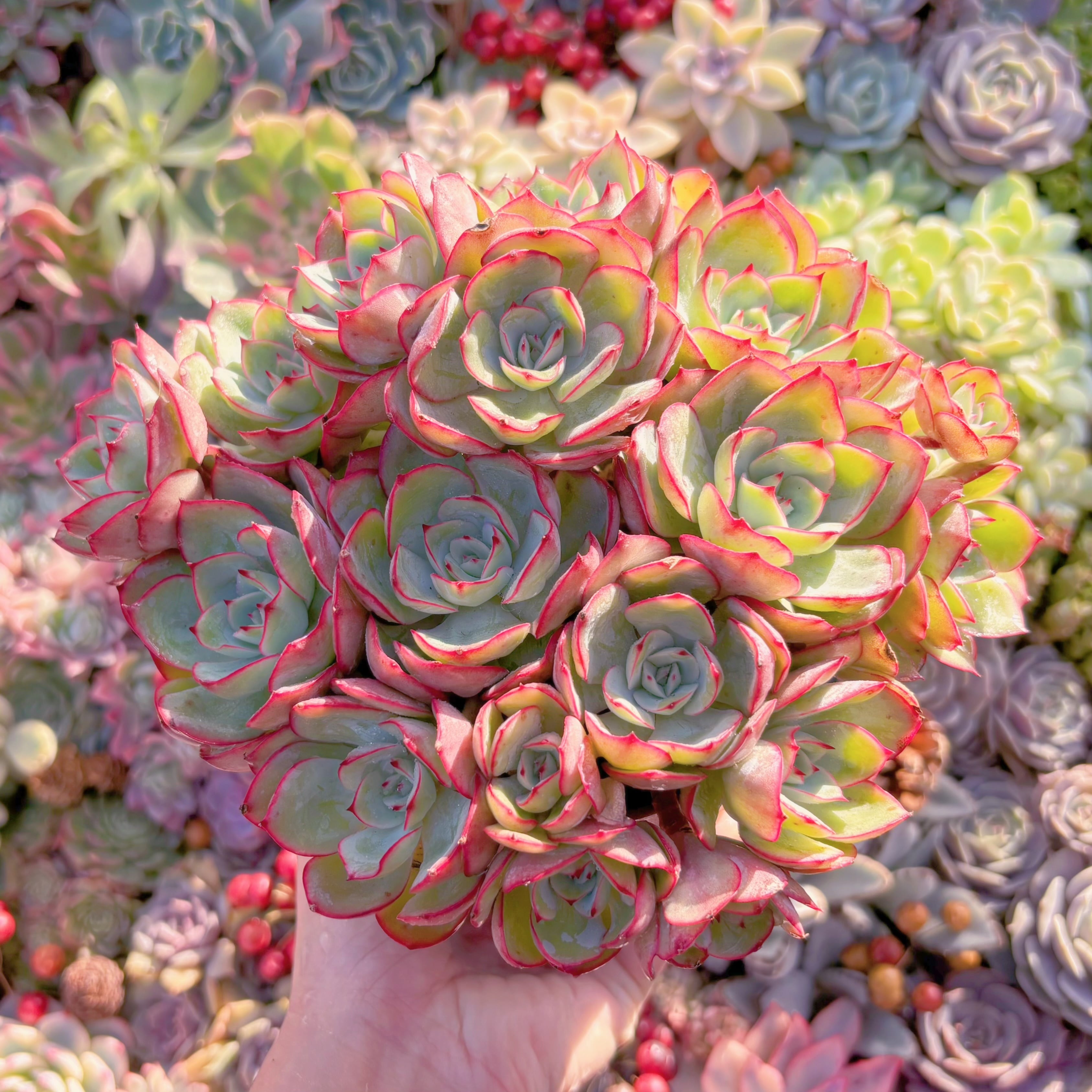 現品　牡丹亭(ぼたんてい)#1166　特大群生　美苗　新入荷　るる農園