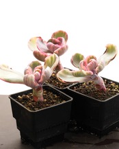 抜き苗 ブルーローズ錦 Echeveria 'Blue Rose Variegated'