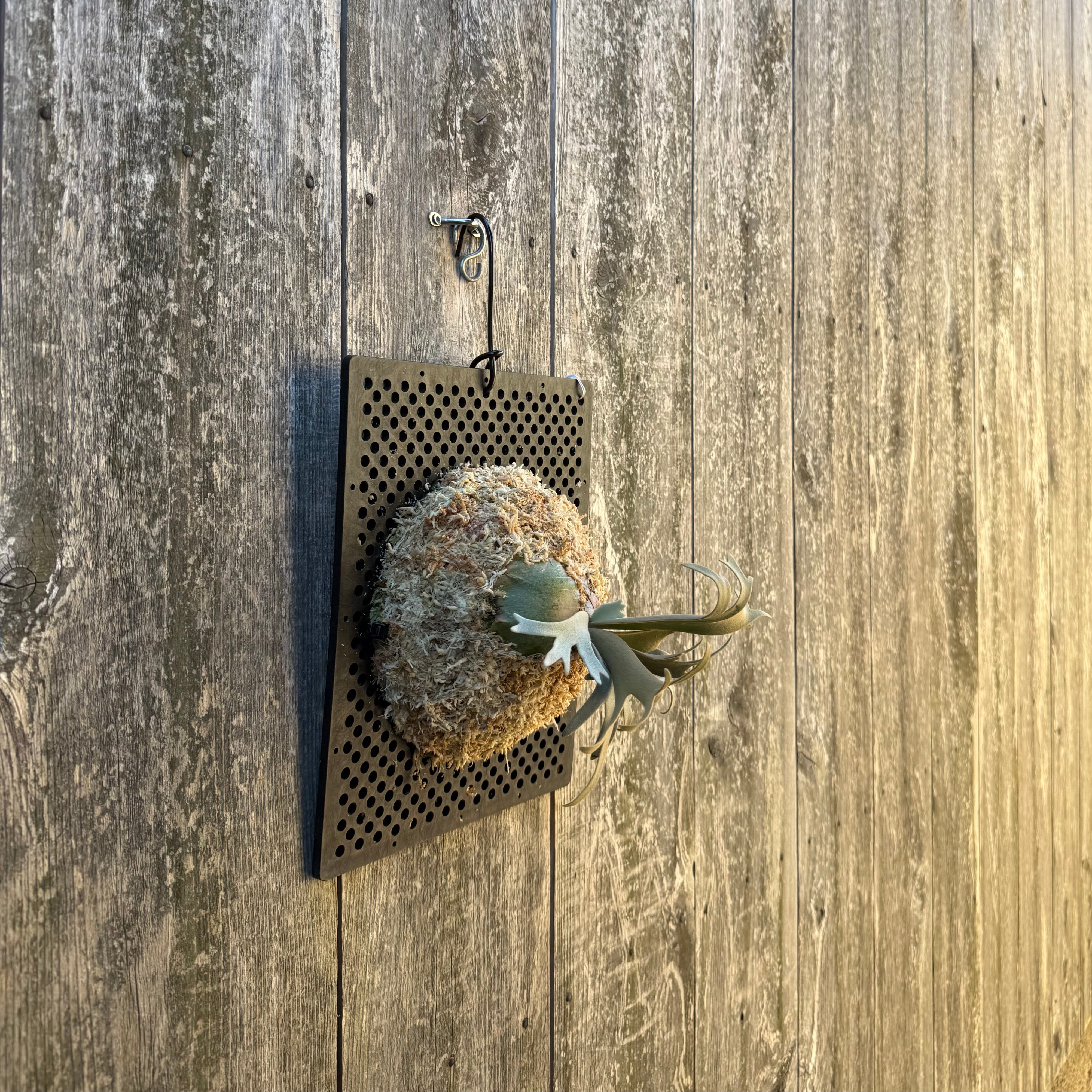 P. willinckii watchara sporelings dwarf (pup) | naturefix