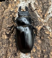 【WD】《フェアメイルミヤマクワガタ 52mm ♂♀♀トリオ》