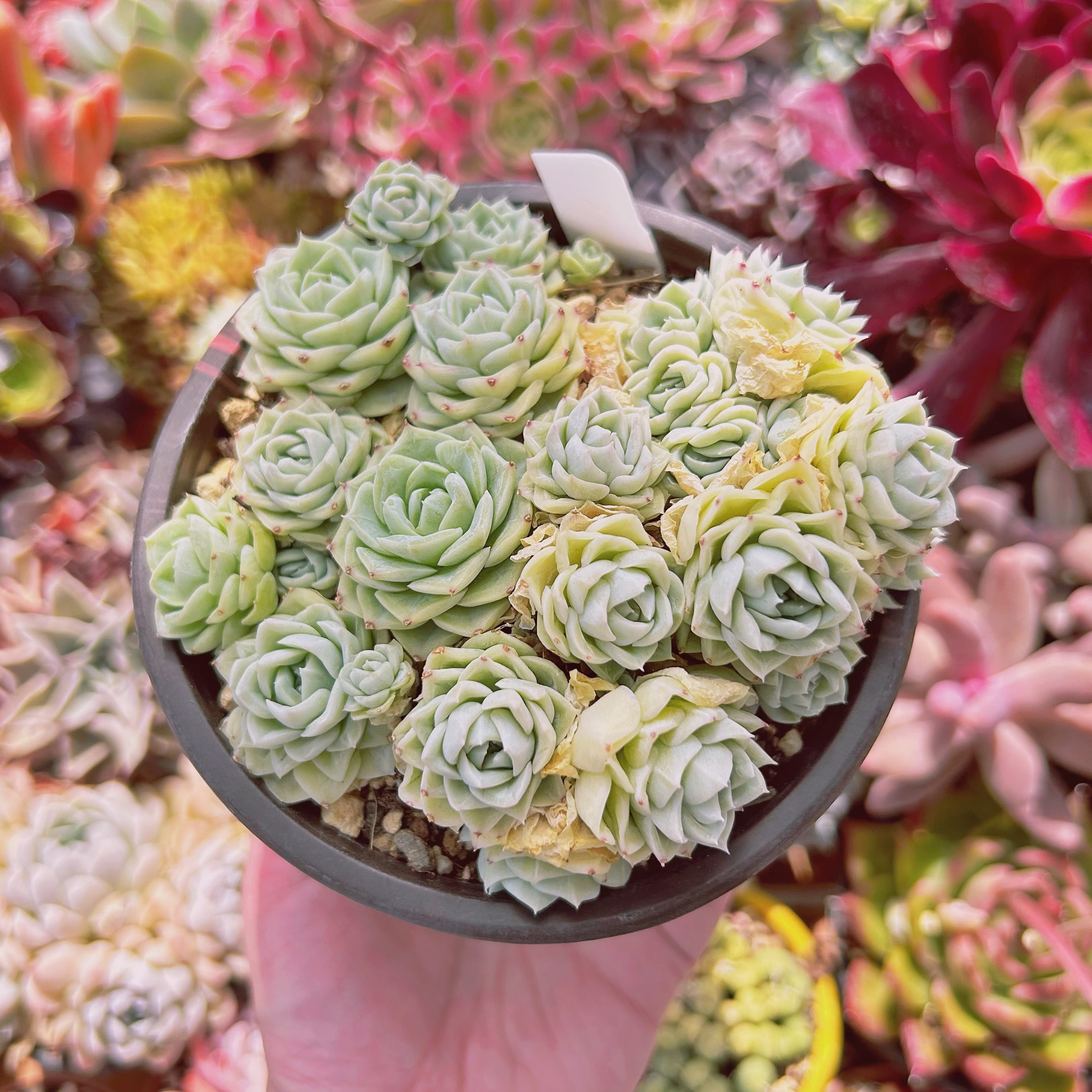 100現物 多肉植物 Echeveria ホワイトスワン 特大群生 | るる農園~多肉