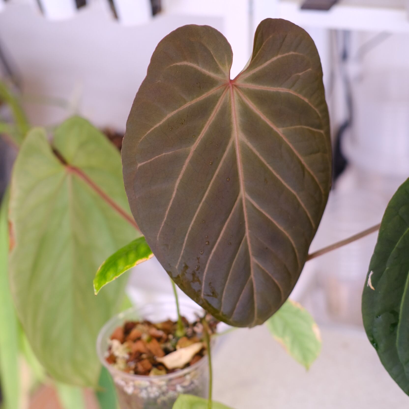 Anthurium kunayalensis × Anthurium Zara 'Michelle'｜アンスリウム