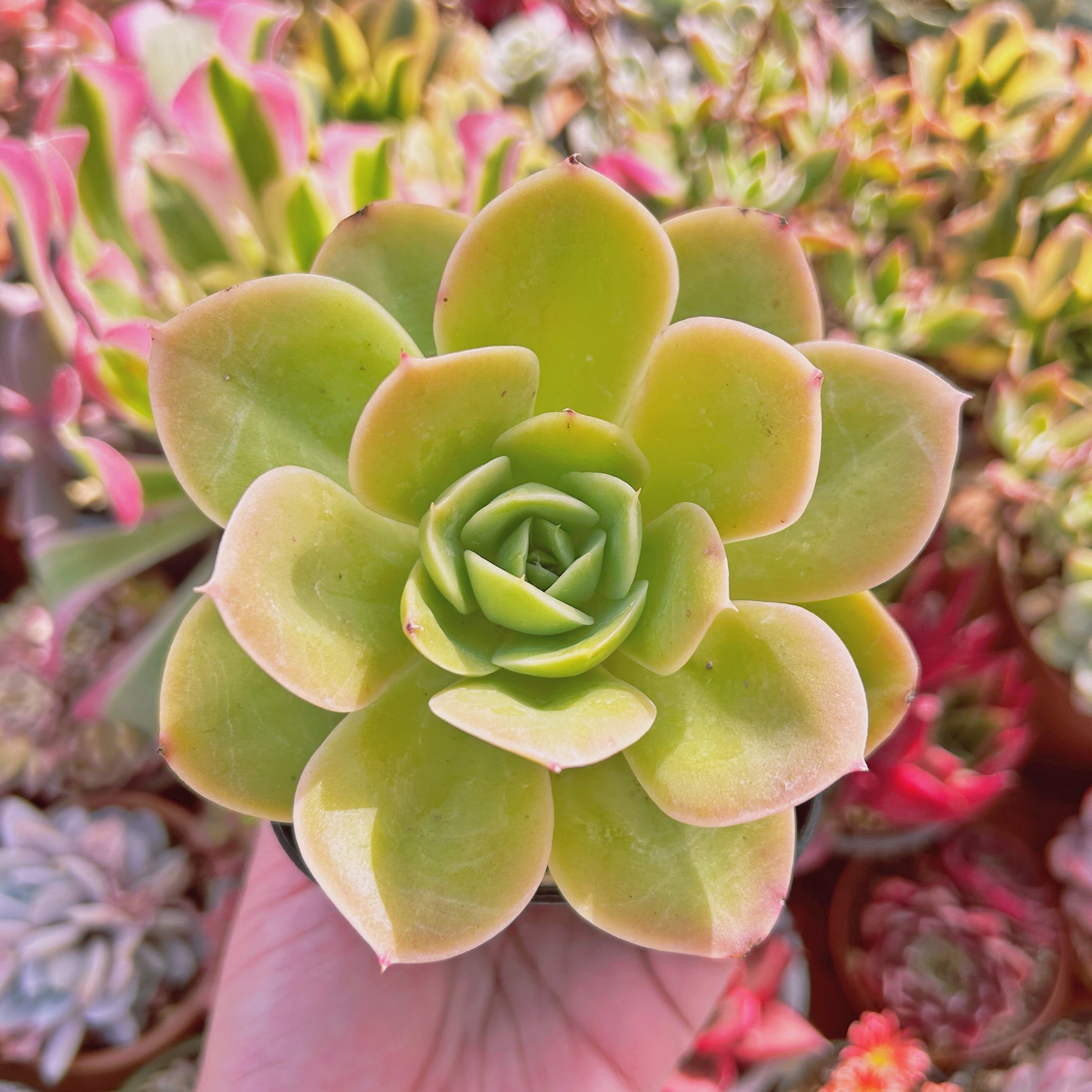 現物　多肉植物  Echeveria  新品種　スターウィング　抜き苗