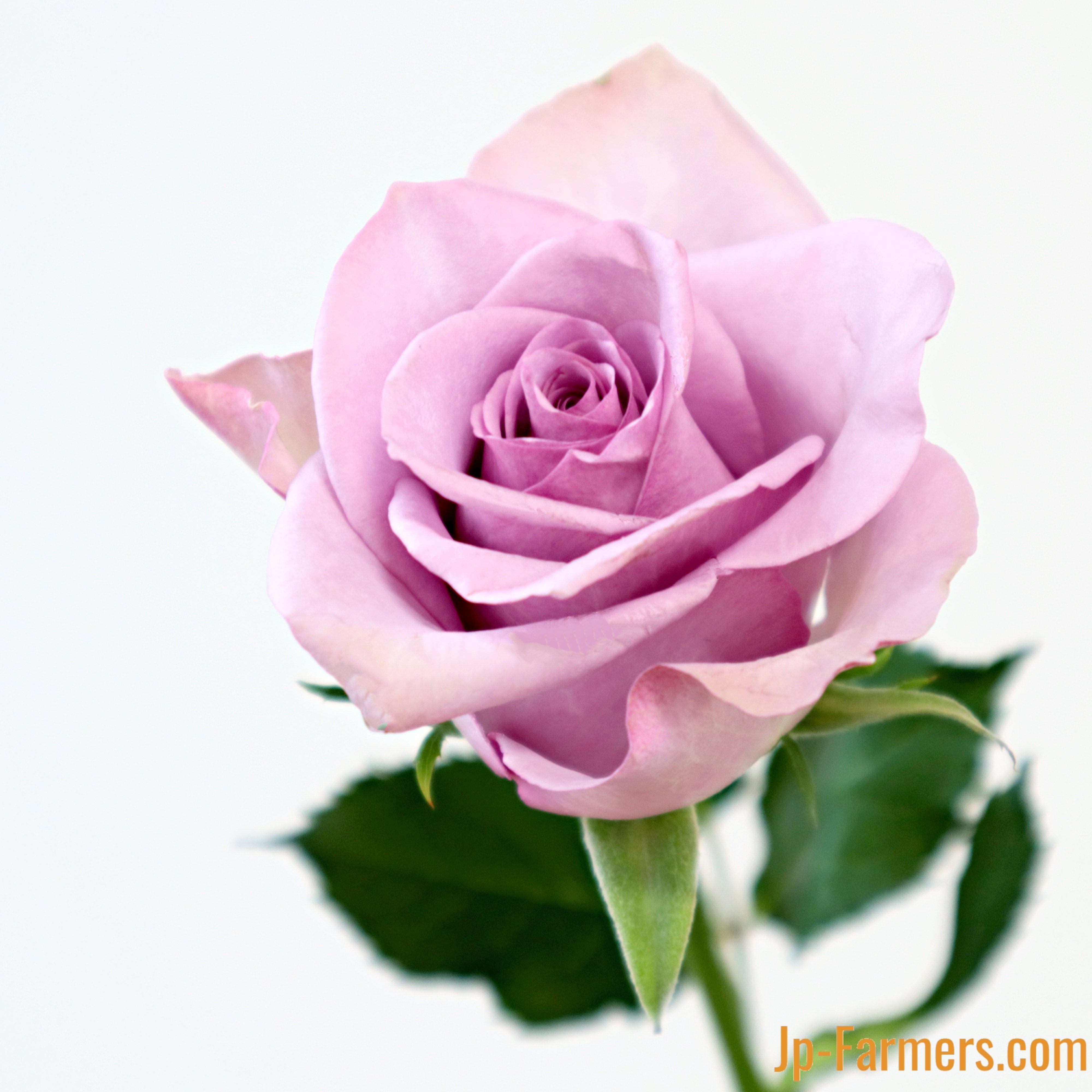 アンティーク調 FINEROSE ☆バラ 品種名：ナイチンゲール 10本