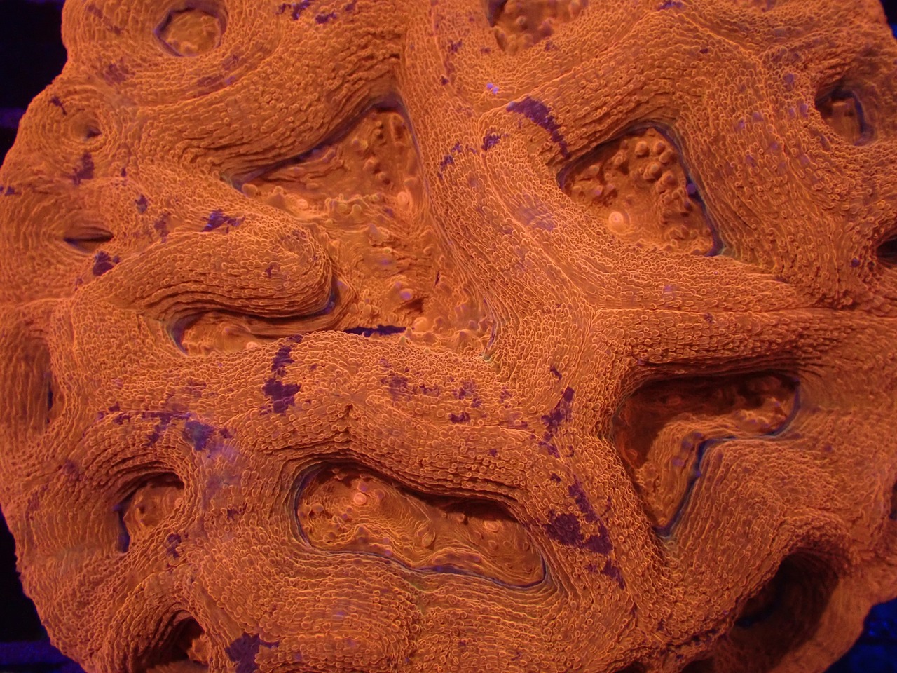 Bowerbanki Colony