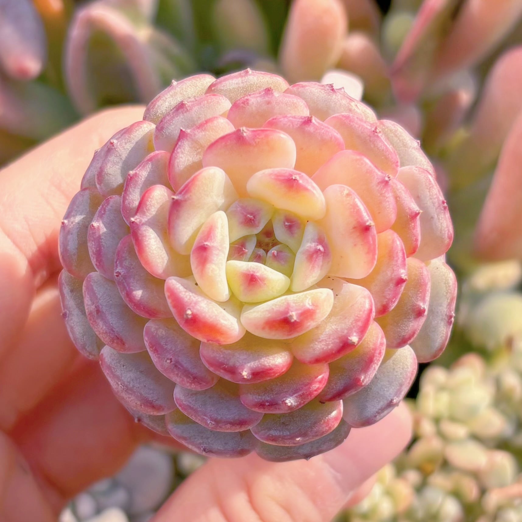 多肉植物　ハニーベビー　新入荷　るる農園