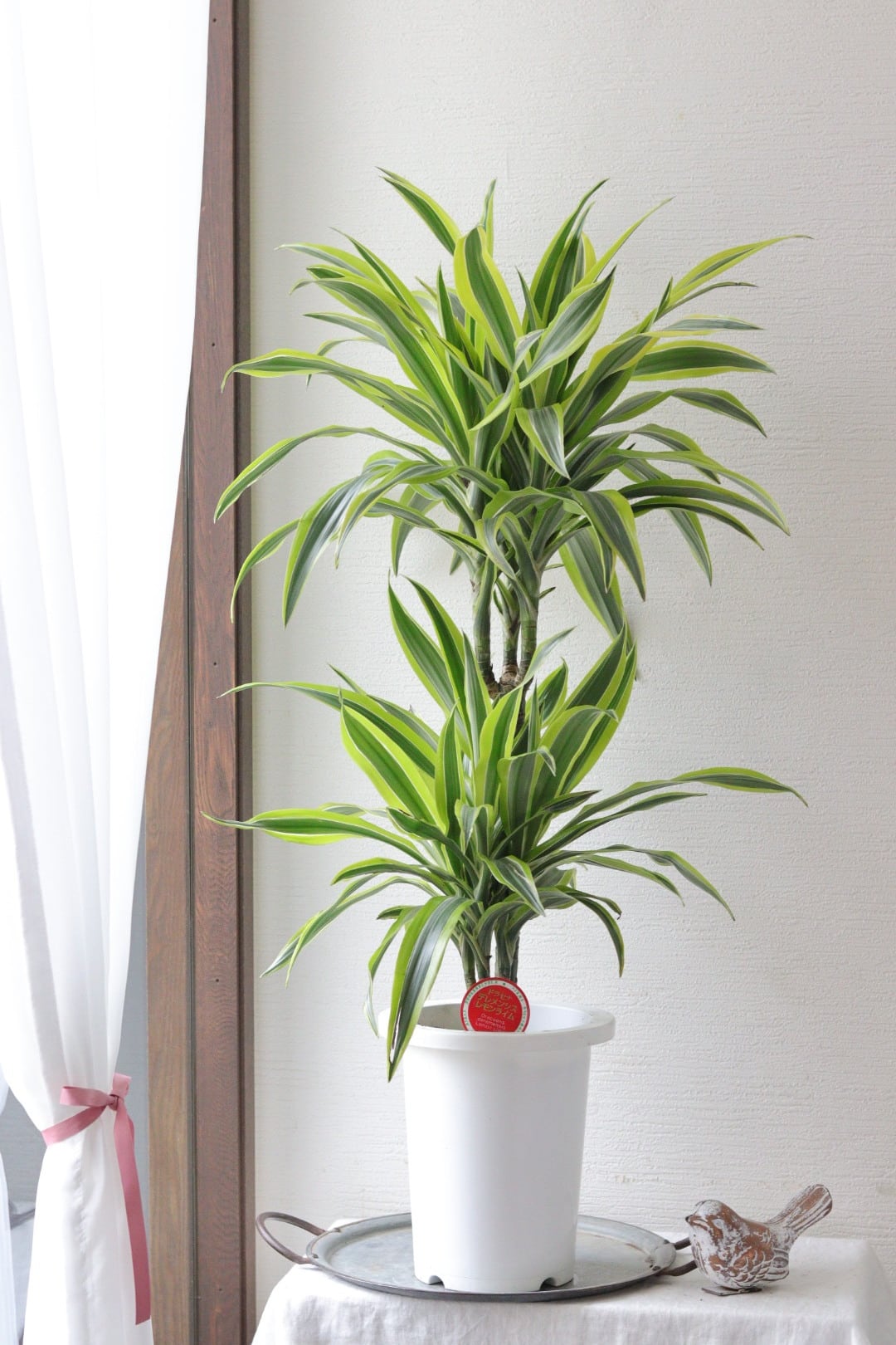 リゾート系観葉植物❤︎ドラセナ【カンボジアーナ】 | Total Plants Egret
