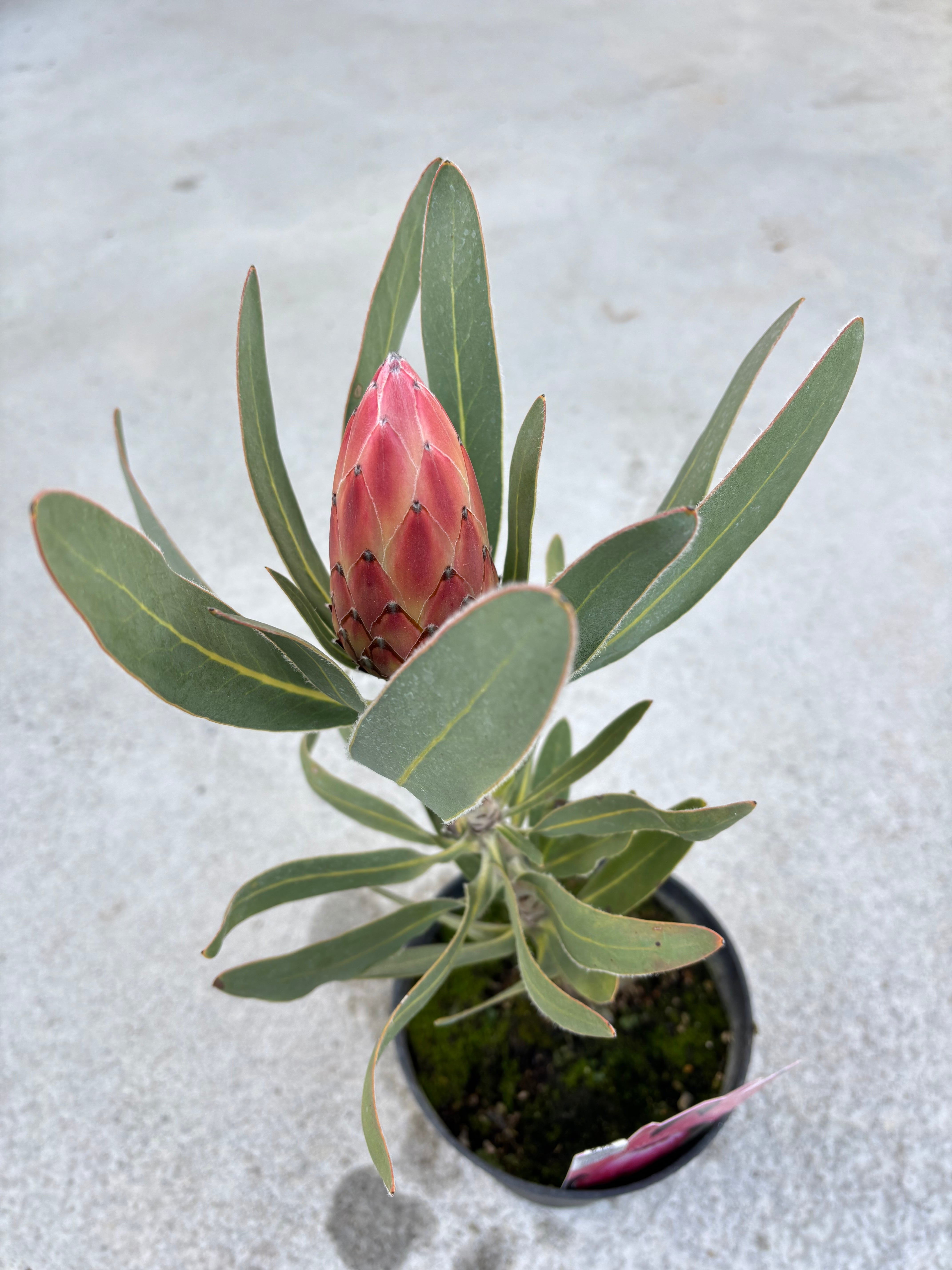 ダーウィニア・プロセラ① | MELLOW Plants & Coffee