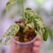 Monstera adansonii Mottled / モンステラ アダンソニー ミント㉘ / 観葉植物