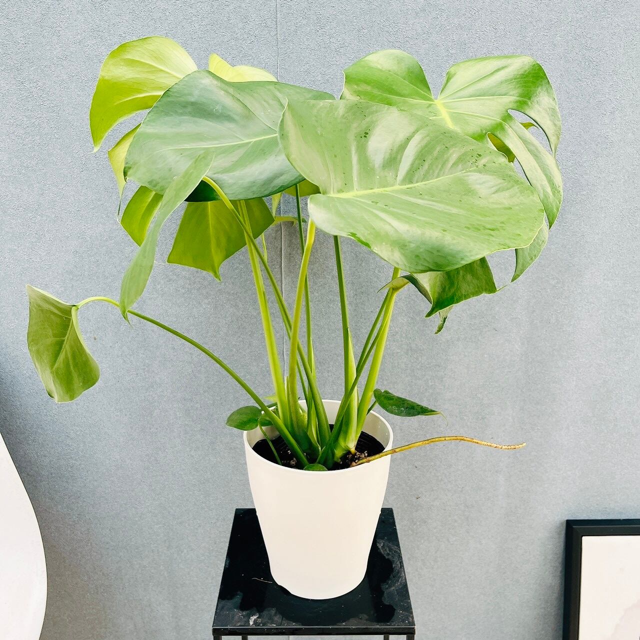 ［現品］12番　フィカス　ウンベラータ　観葉植物　室内　大型　ゴムの木　個性的 現品］12番 フィカス ウンベラータ 観葉植物 室内 大型 ゴムの木 人気