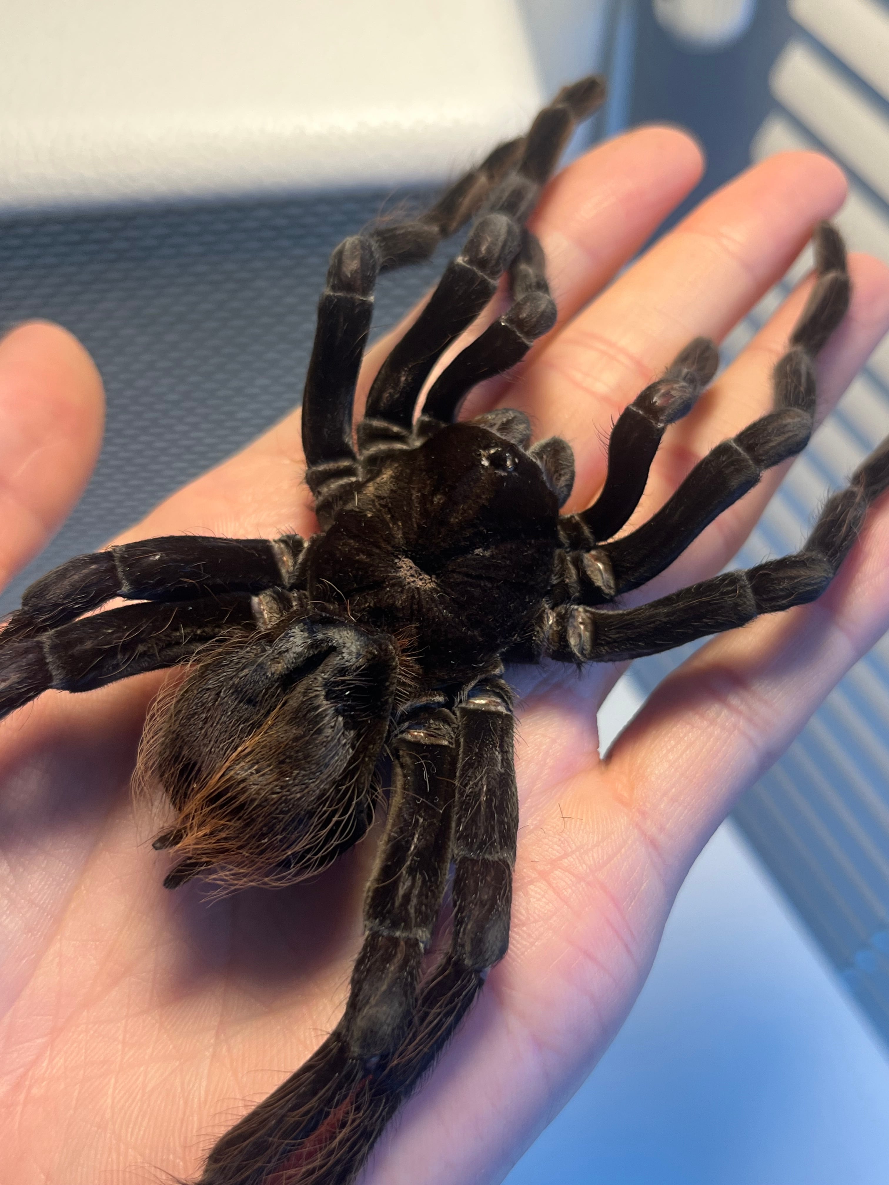 特大標本】ボリビアンスティーリーブルータランチュラ LS17cm程ムカデ