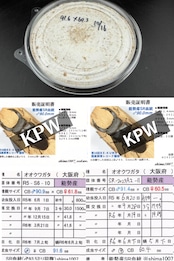 《オオクワガタ 能勢SR血統 種親91.6mm×60.4mm 幼虫1頭》冴えない茸の育てかた氏ブリード個体