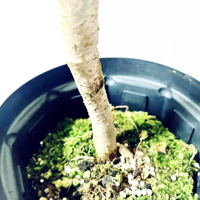 希少 シェフレラ レナータ｜金魚の尾のような葉先｜人気品種・即完売株｜calm cafe