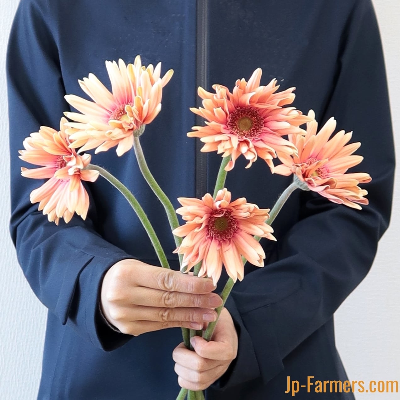 大輪ガーベラ パスタロサート 10本 | 新鮮お花問屋 Jp-Farmers.com