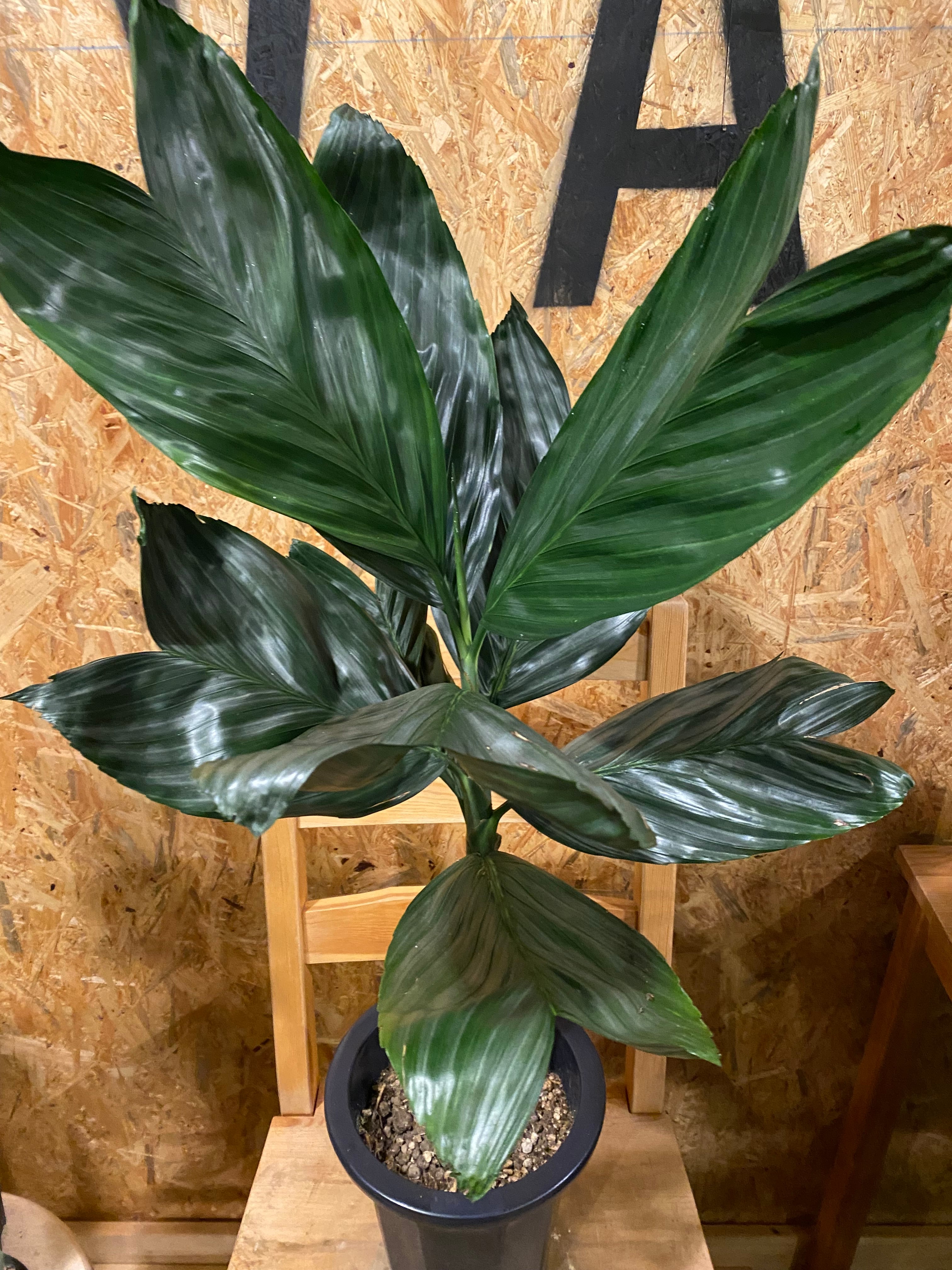 チャメド テネラ テネラヤシ 5号鉢 観葉植物 本物 テネラヤシ