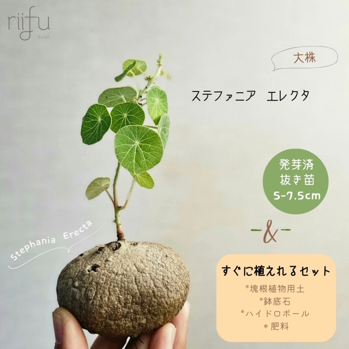 大株♡ステファニア エレクタ 1株 + 栽培セット 〛Stephania Erecta 