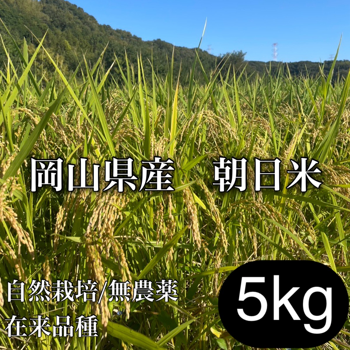 自然栽培 古代米 公式オンラインショップ