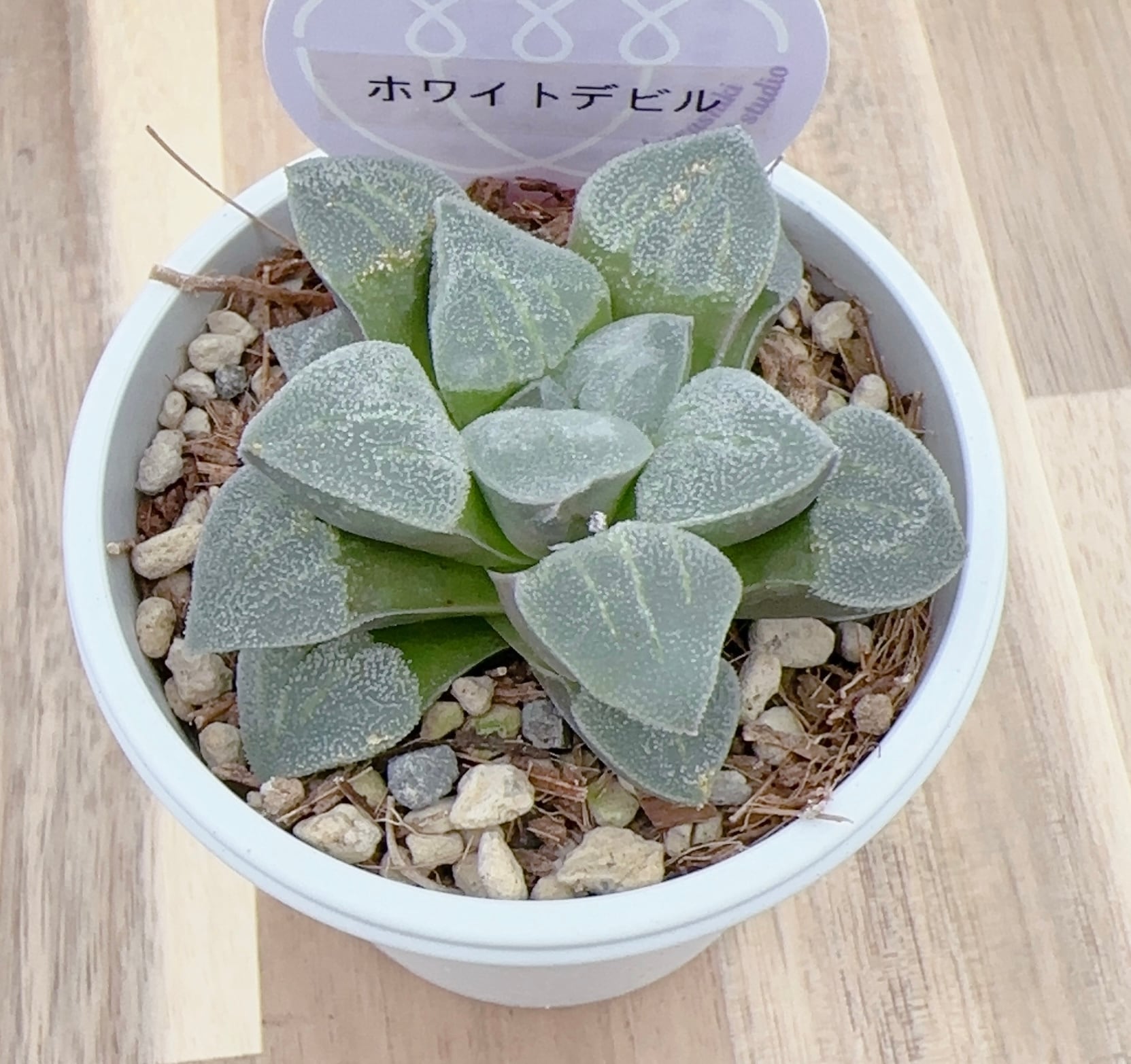 多肉植物 カット苗 ホワイトデュース 10個と葉挿しセット ✴︎現物苗✴︎ホワイトデビル | 倉敷多肉工房