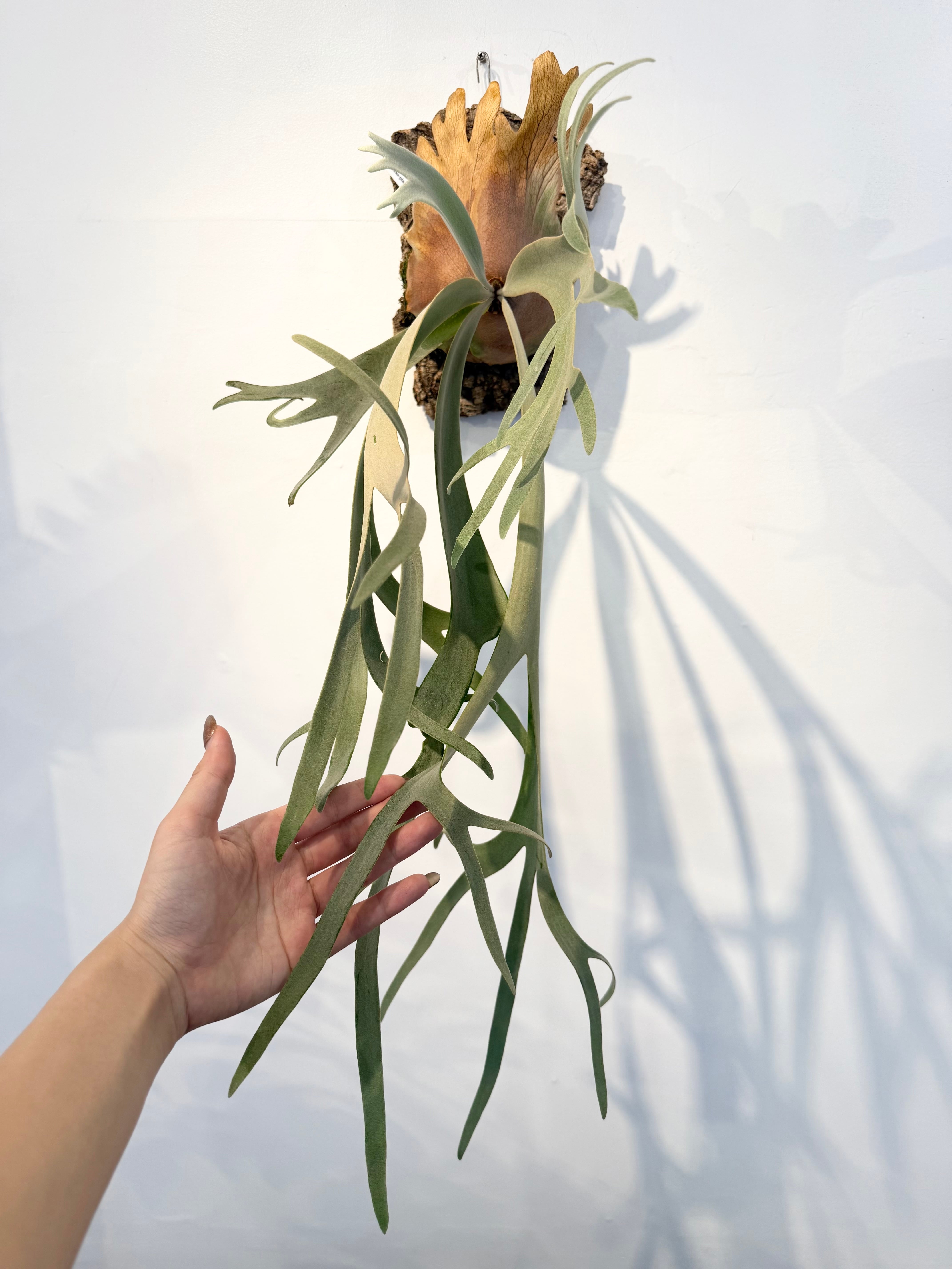 P. willinckii 'Yellow Moon' ビカクシダ 'イエロームーン' | vandaka