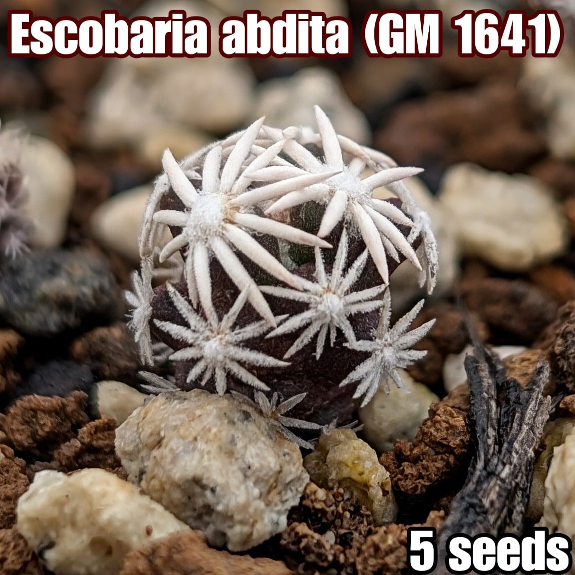 種子/5粒】Escobaria abdita (GM 1641)/エスコバリア・アブディタ