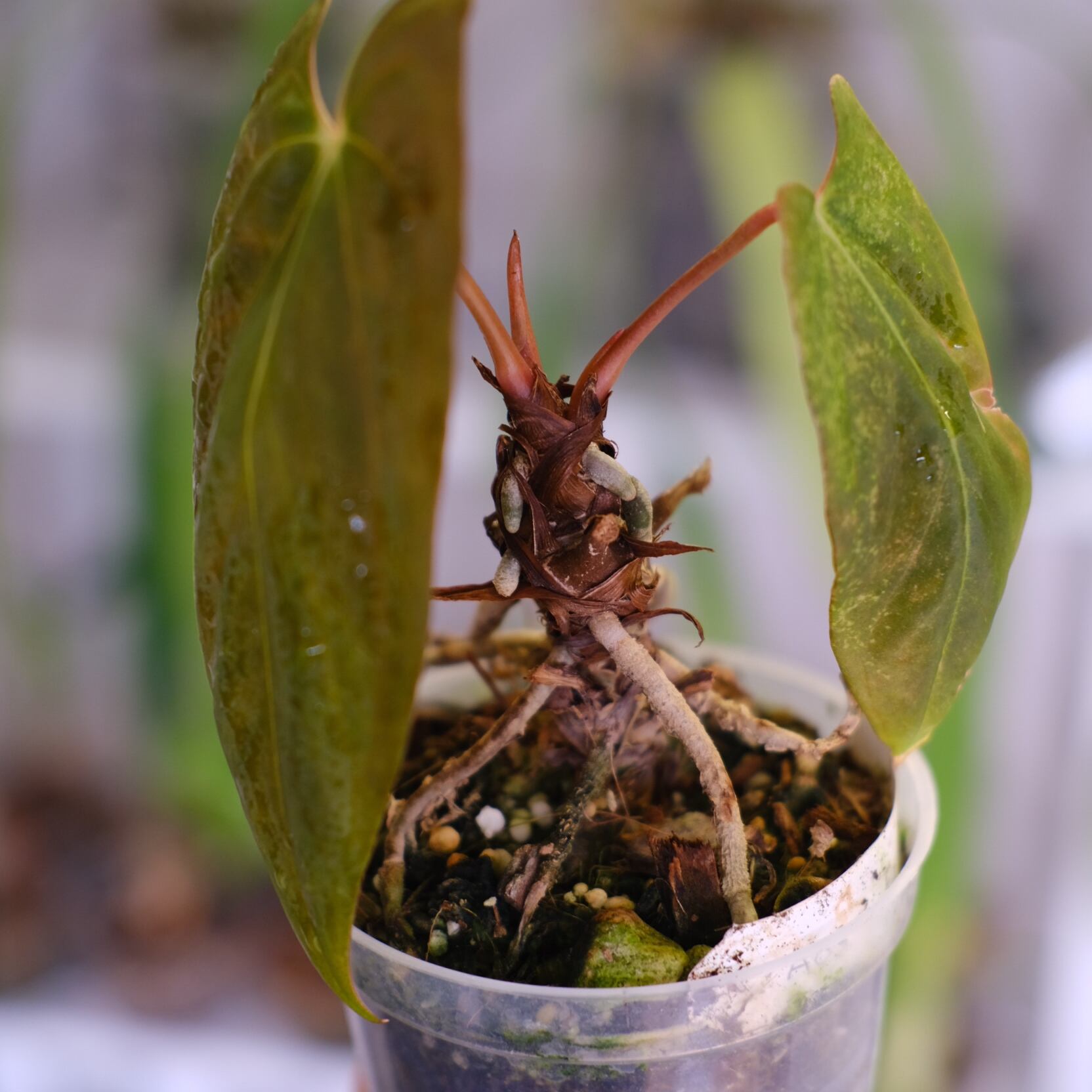 Absinthium &ROSSO NOBILE コピ31様お取り置き NUVOLA（ㇴボラ）Ottoman | 株式会社アサヒ