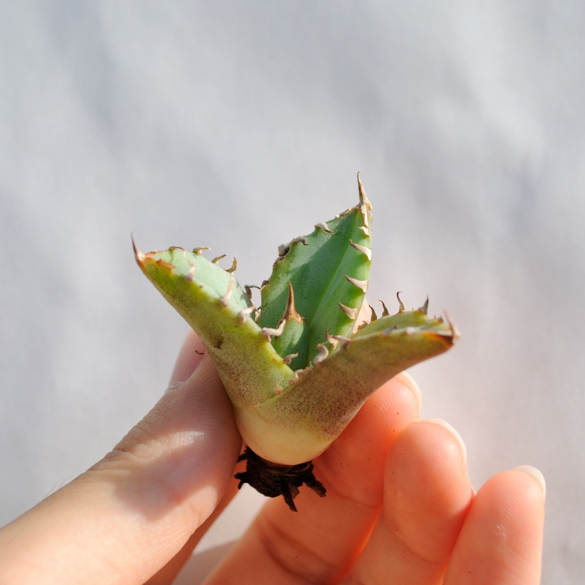 アガベ チタノタ ライトリー ホワイト ソーン セレクション No.12