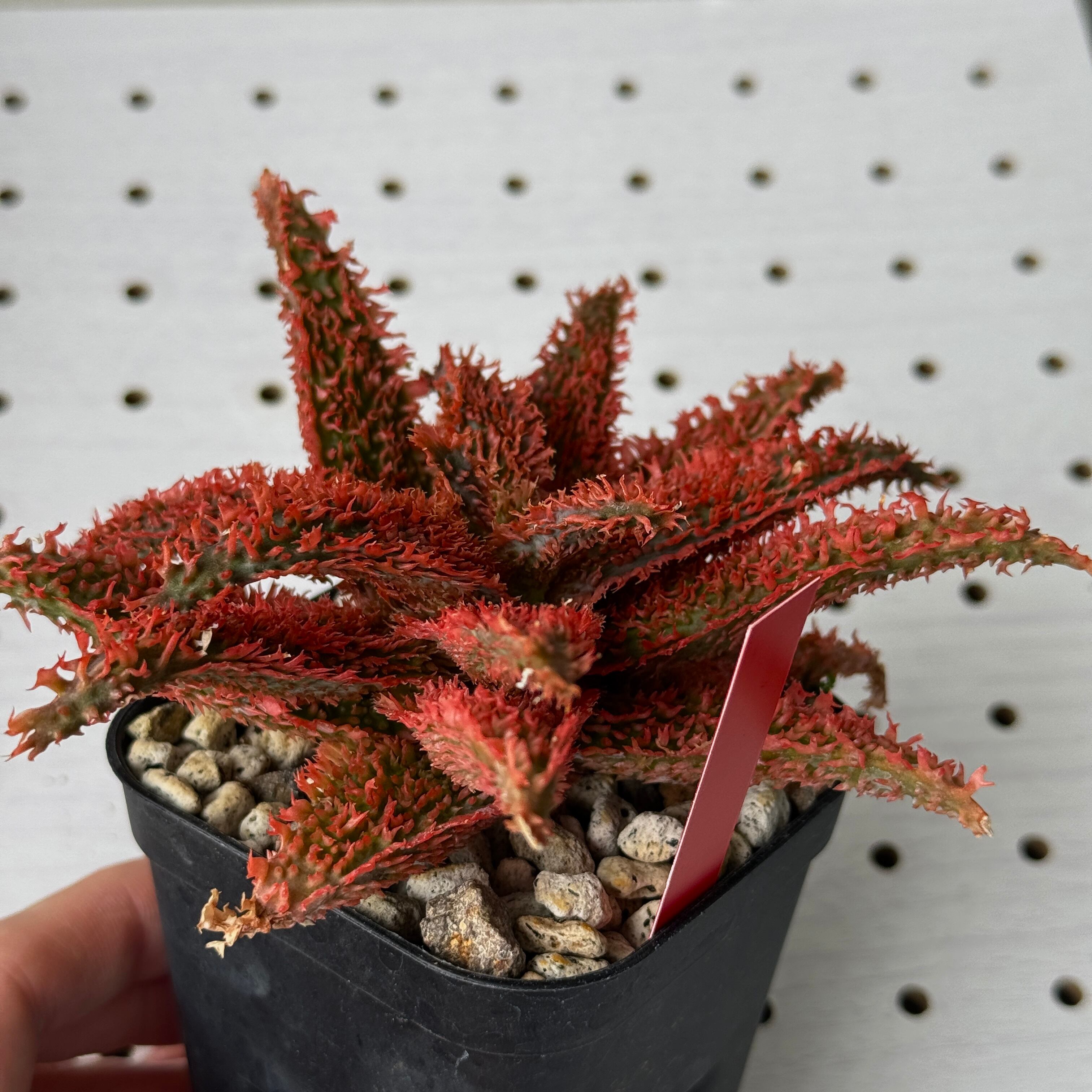 アロエ TCT ハイブリット “選抜個体” 「Aloe Hybrid “Select