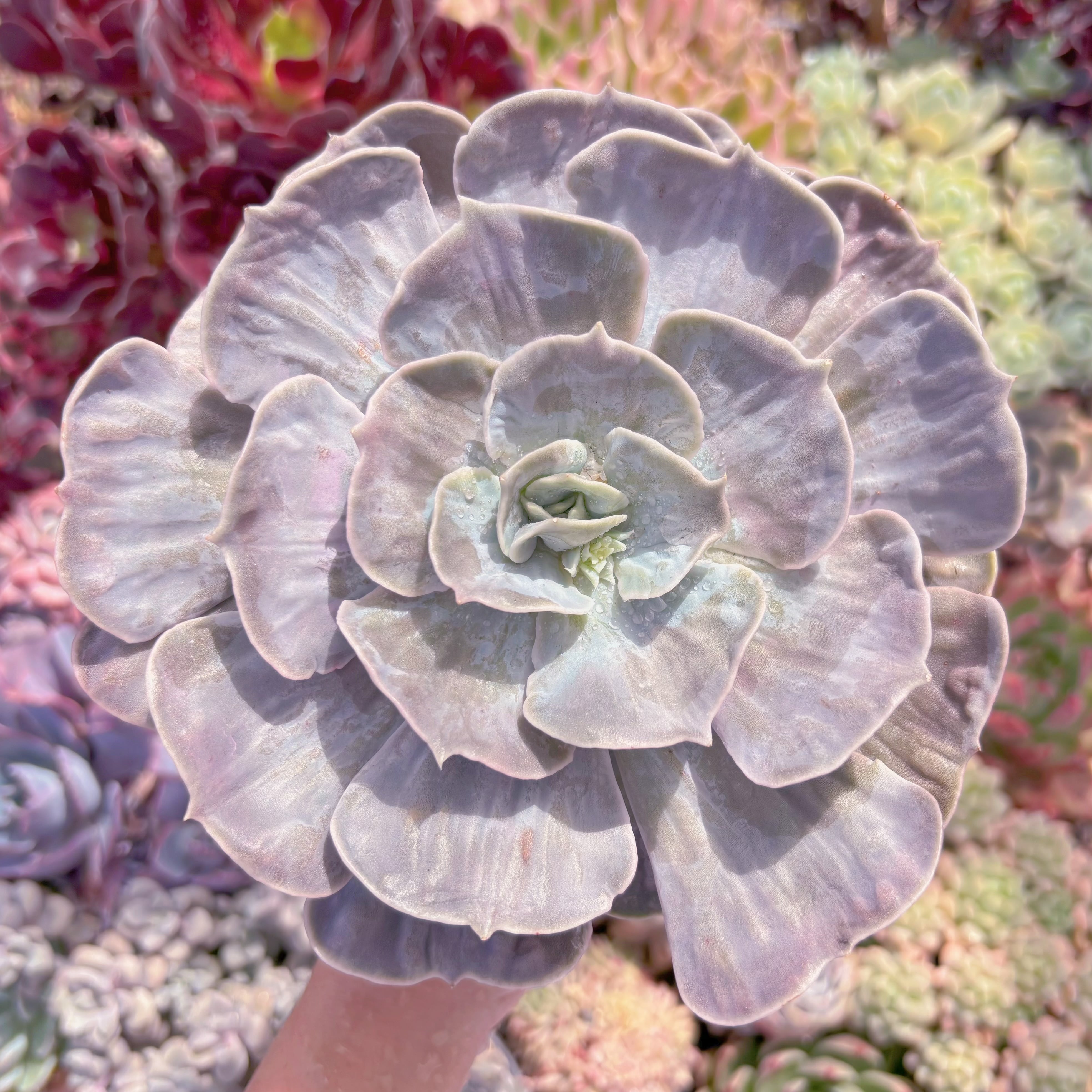 多肉植物　マーブル錦　大苗　新入荷　るる農園