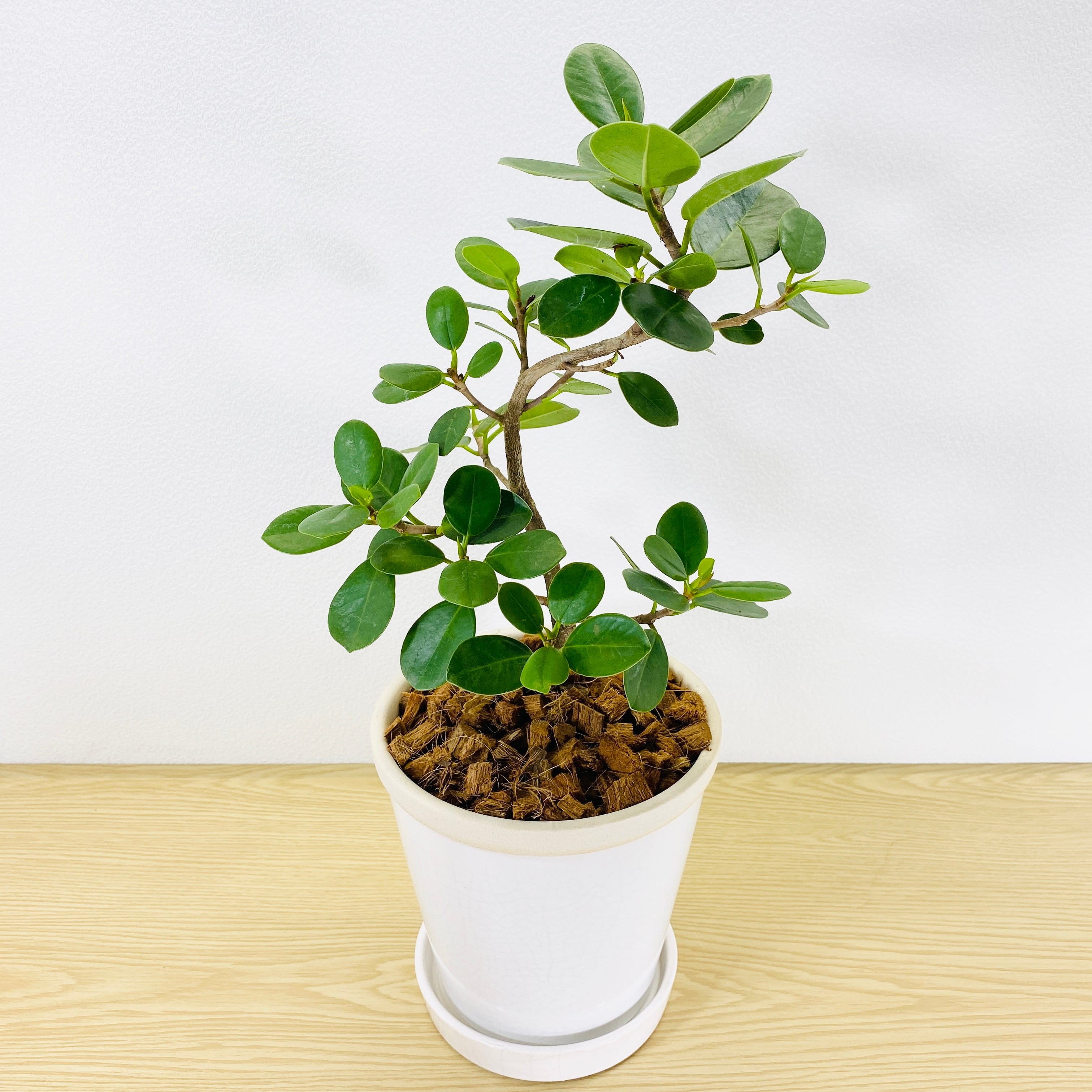 台湾ガジュマル・パンダガジュマル・古木