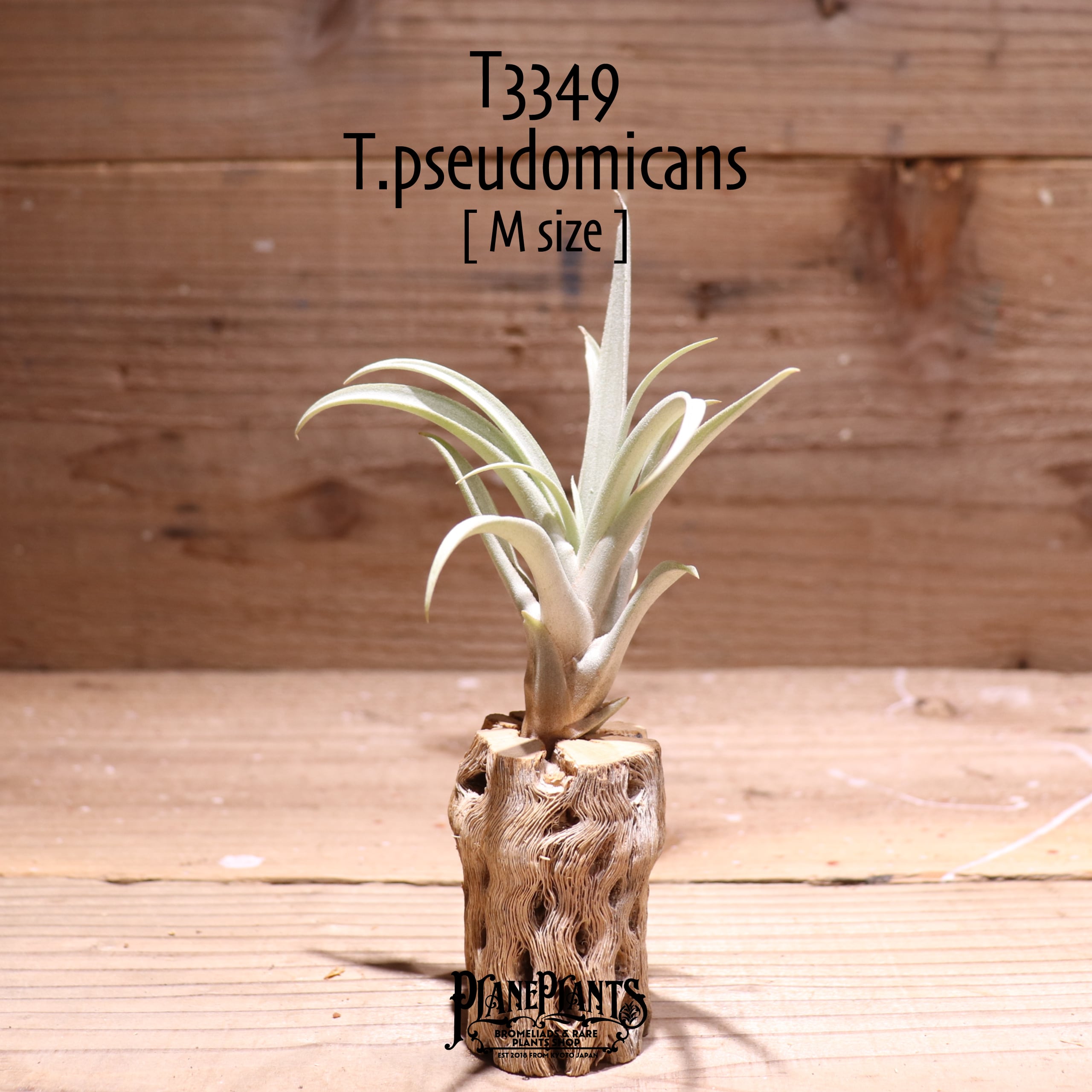 《初入荷》【送料無料】pseudomicans〔エアプランツ〕現品発送T3349