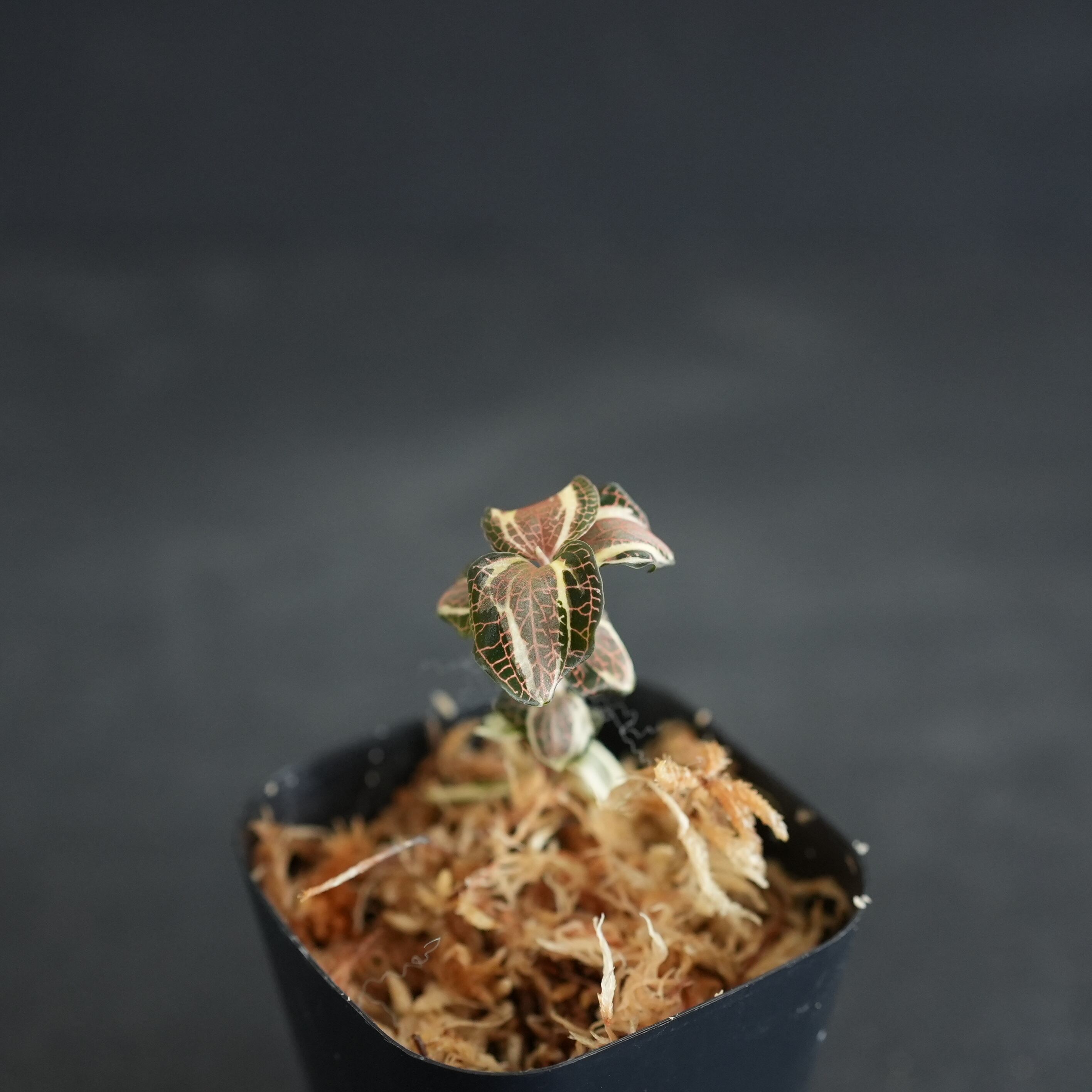 ◇現品◇Anoectochilus cf. roxburghii 'Variegata'【ジュエル