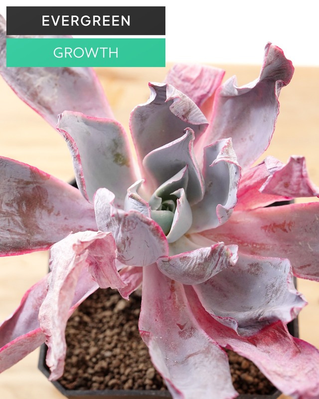 一部発根済カット苗 アフターグロウ L Echeveria 'Afterglow'