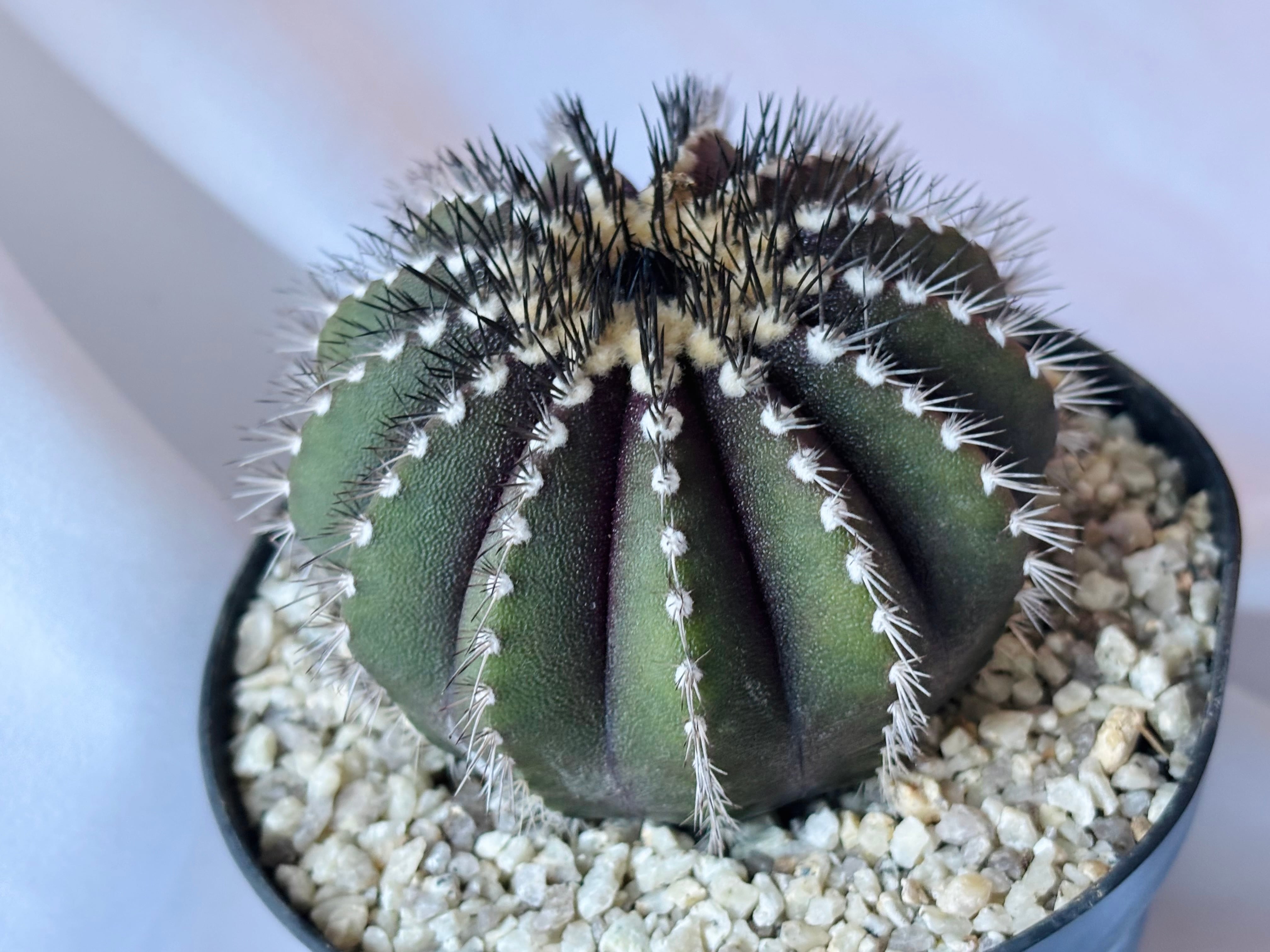 Uebelmmania pectinifera ユーベルマニア・ペクチニフェラ サボテン