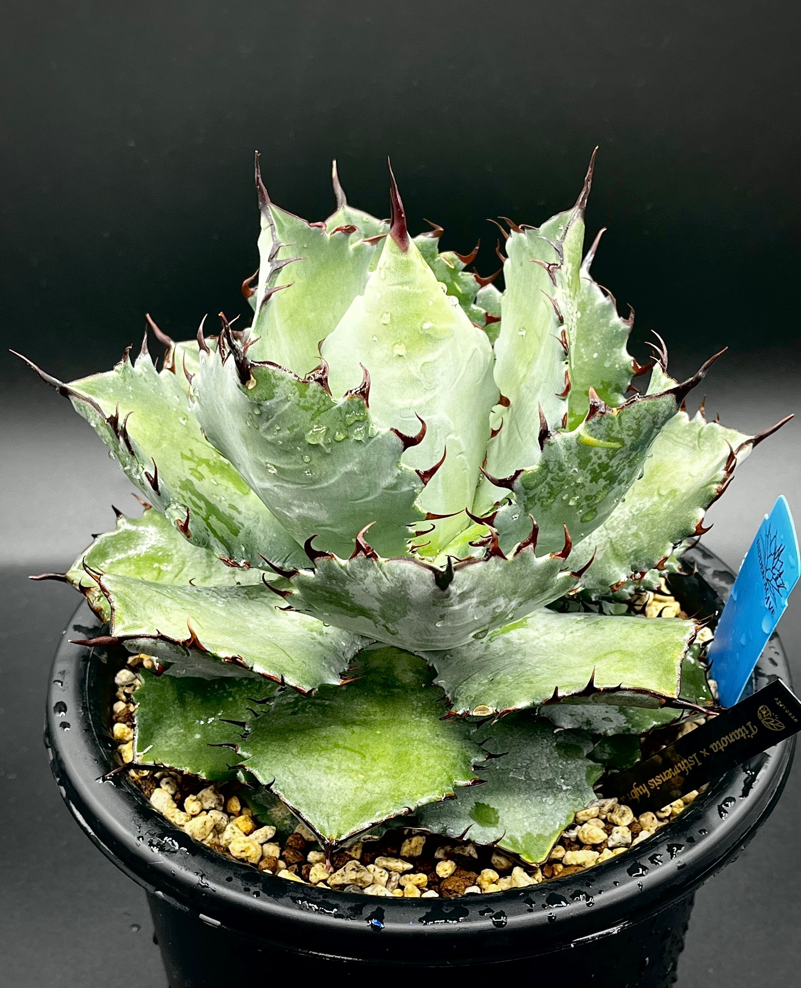 アウトレット売上 Agave isthmensis ✕ parrasana hybrid カキコ