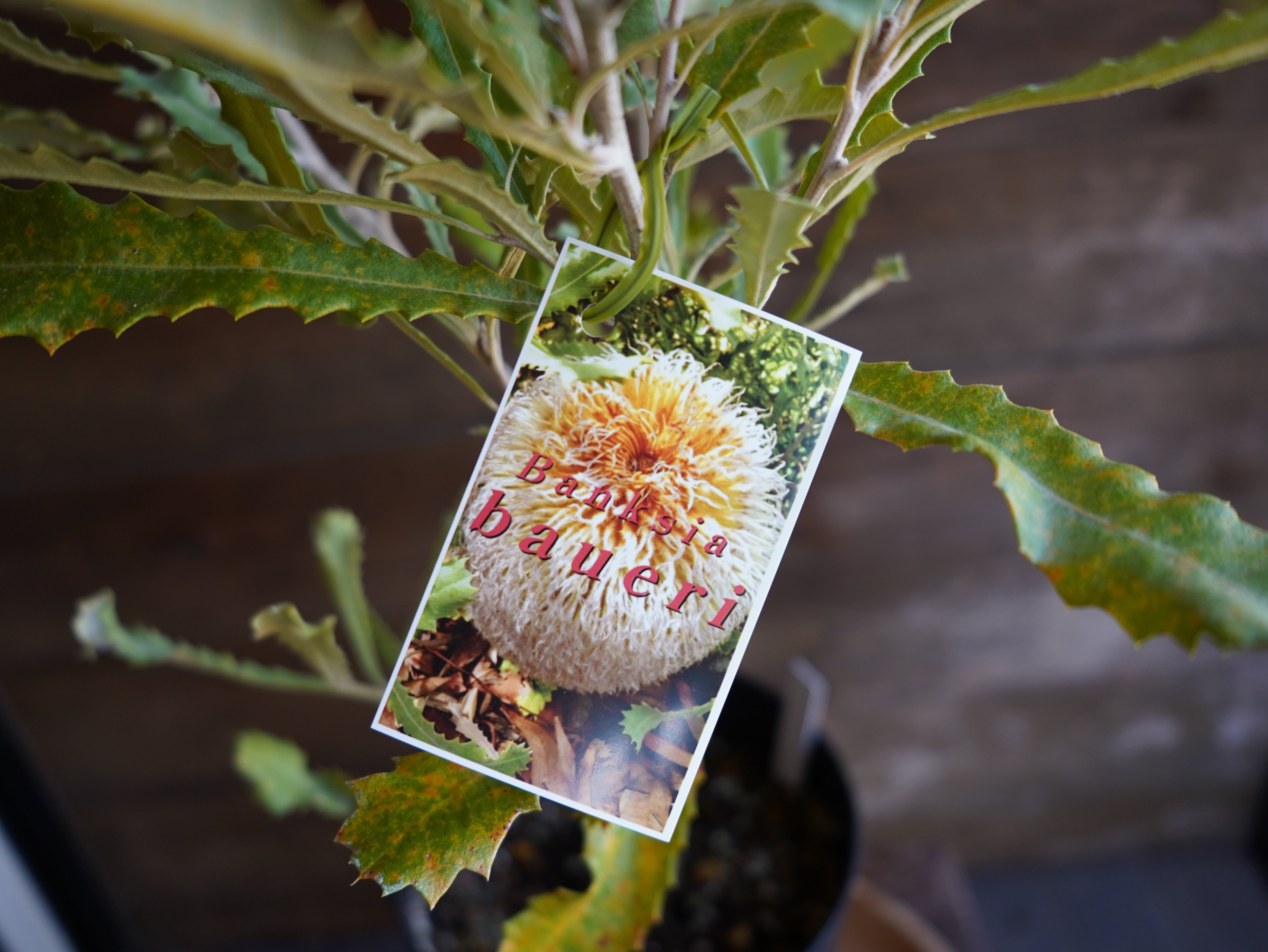 【現物】バンクシア ”バウエリ” A