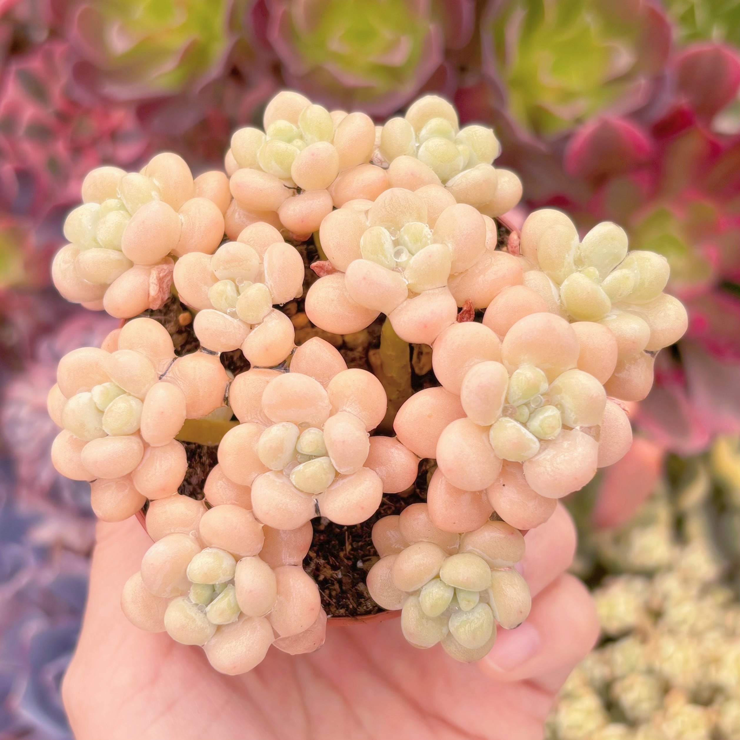 現品　丸葉ストロベリーミルク#3006　群生　るる農園