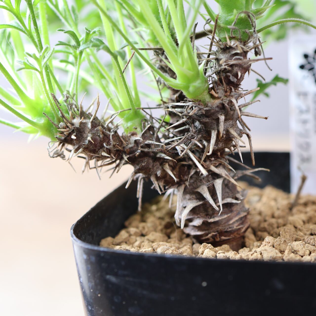 527『ペラルゴニウム ヒストリクス』塊根植物 観葉植物【送料無料