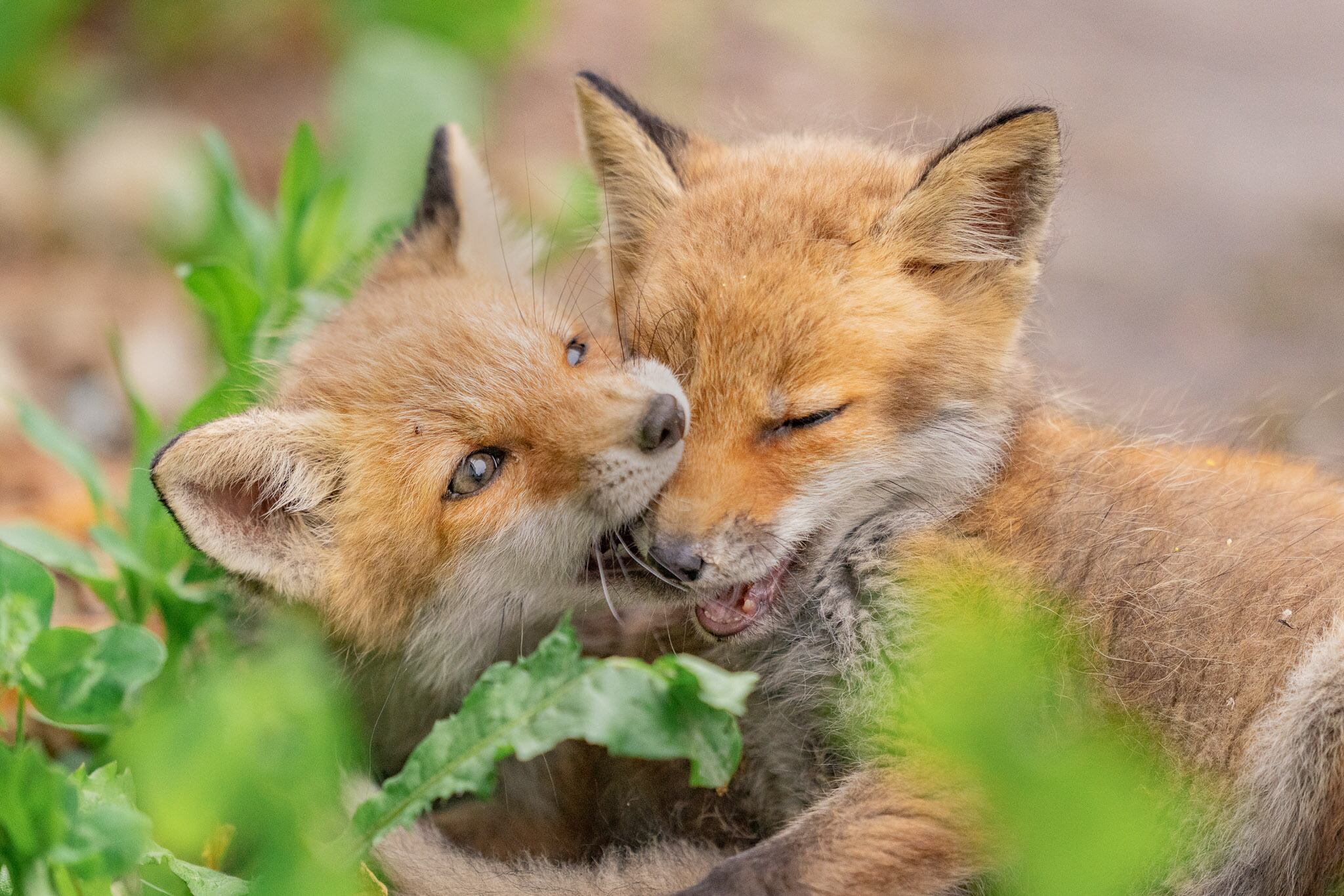 1冊予約 22井上浩輝カレンダー きつねたちのいるところ 円豆珈琲