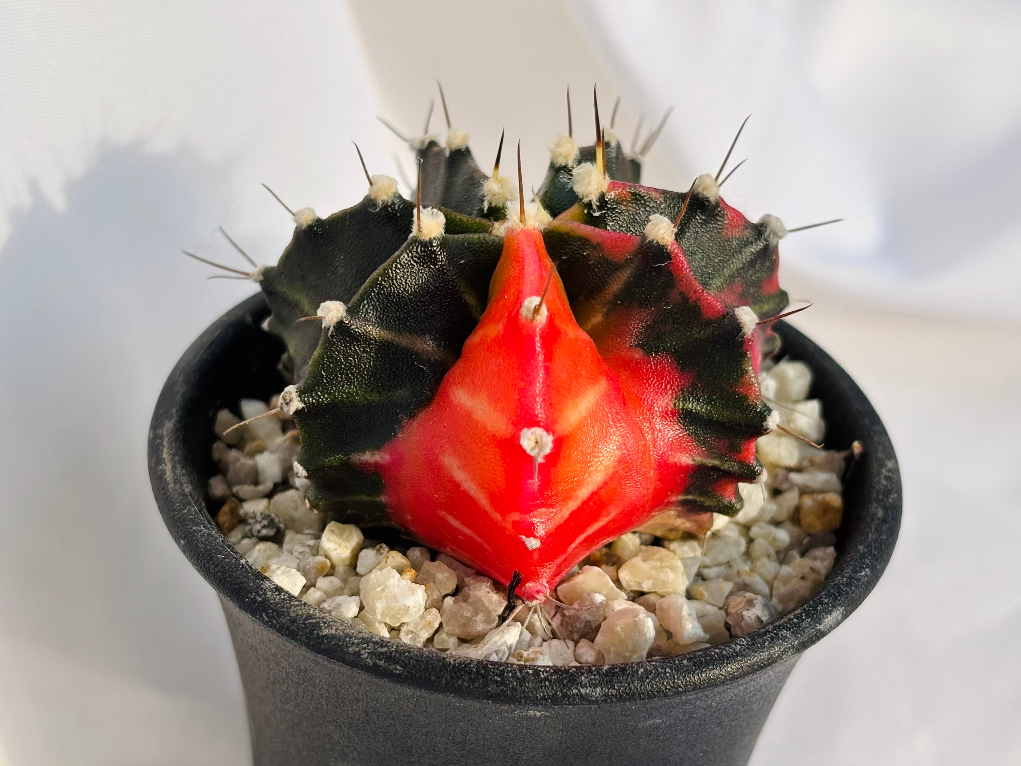 Gymnocalycium mihanovichii 緋牡丹錦 サボテン | plants MARU