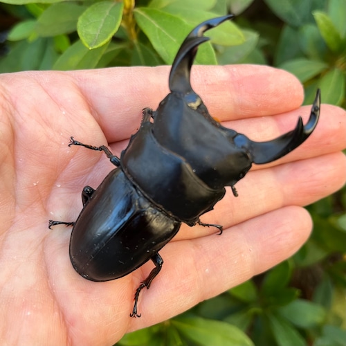 【美形・新成虫】佐賀県神埼郡神埼町産”オオクワガタペア(♂77mm) # 8252−601