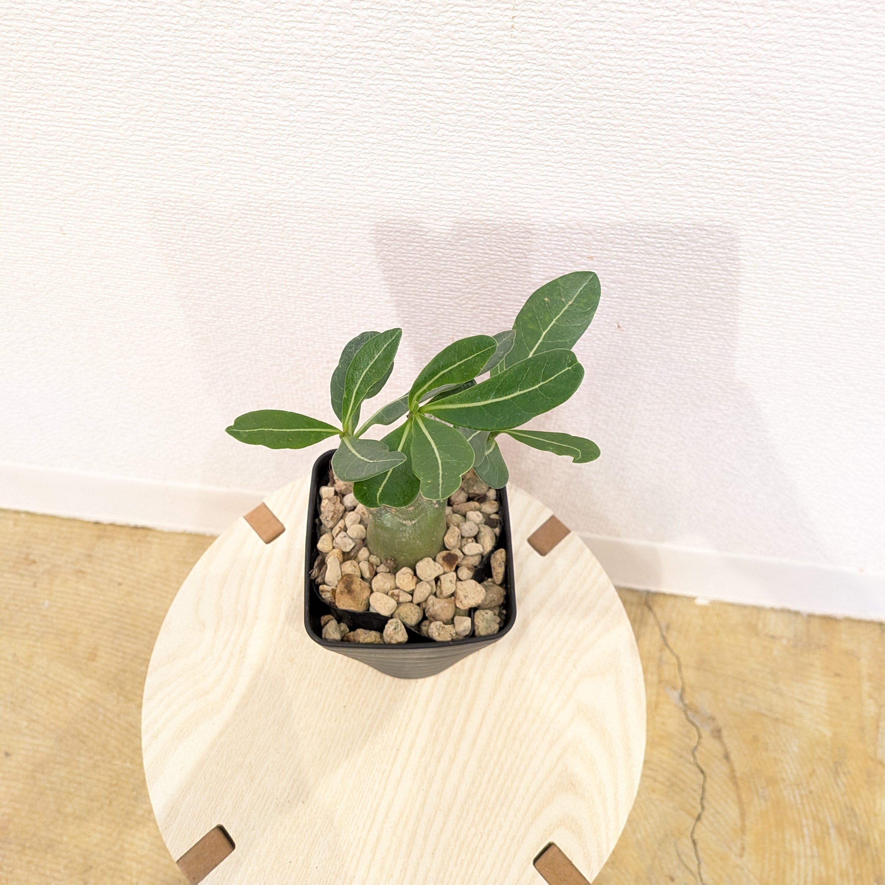 アデニウム・モンスター | PLANTSHUSET
