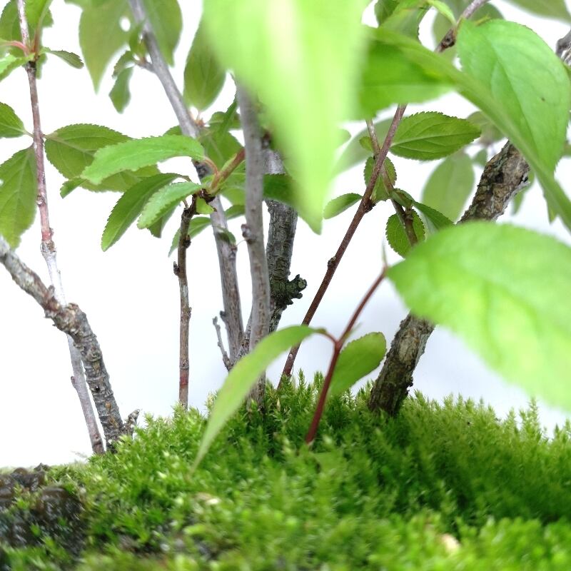 庭梅（ニワウメ）盆栽 SG001 | 盆栽創【Bonsaisou】