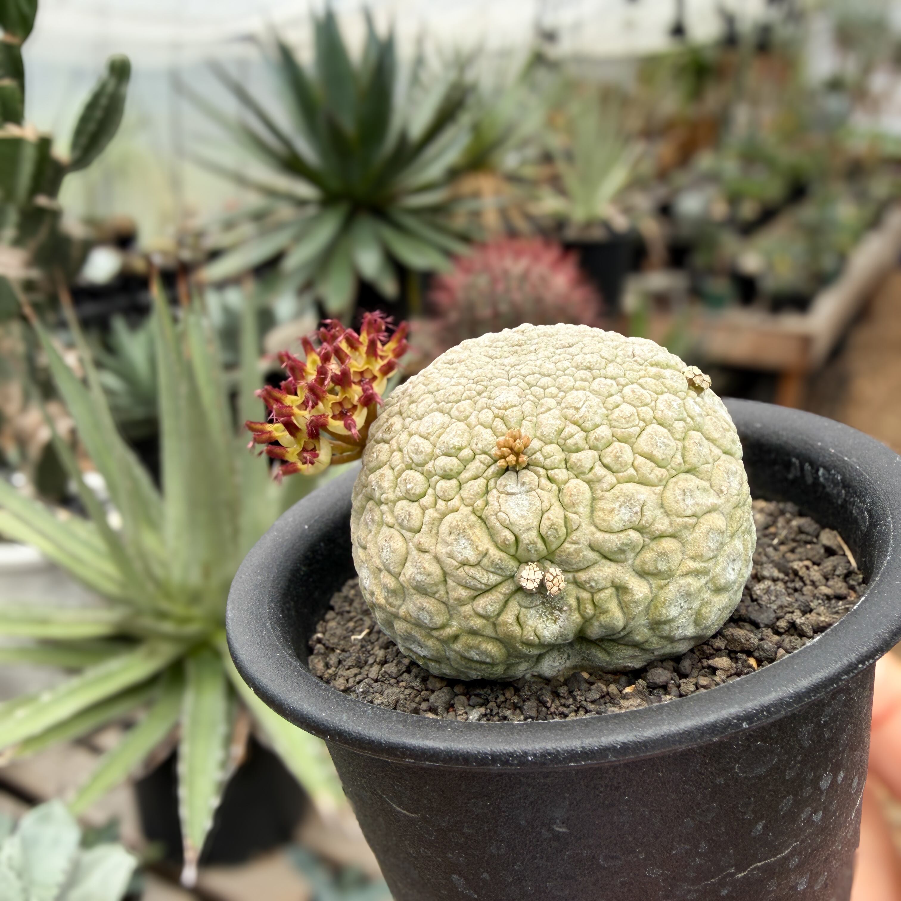 Pseudolithos migiurtinus 【プセウドリトス・ミギウルティヌス・実生
