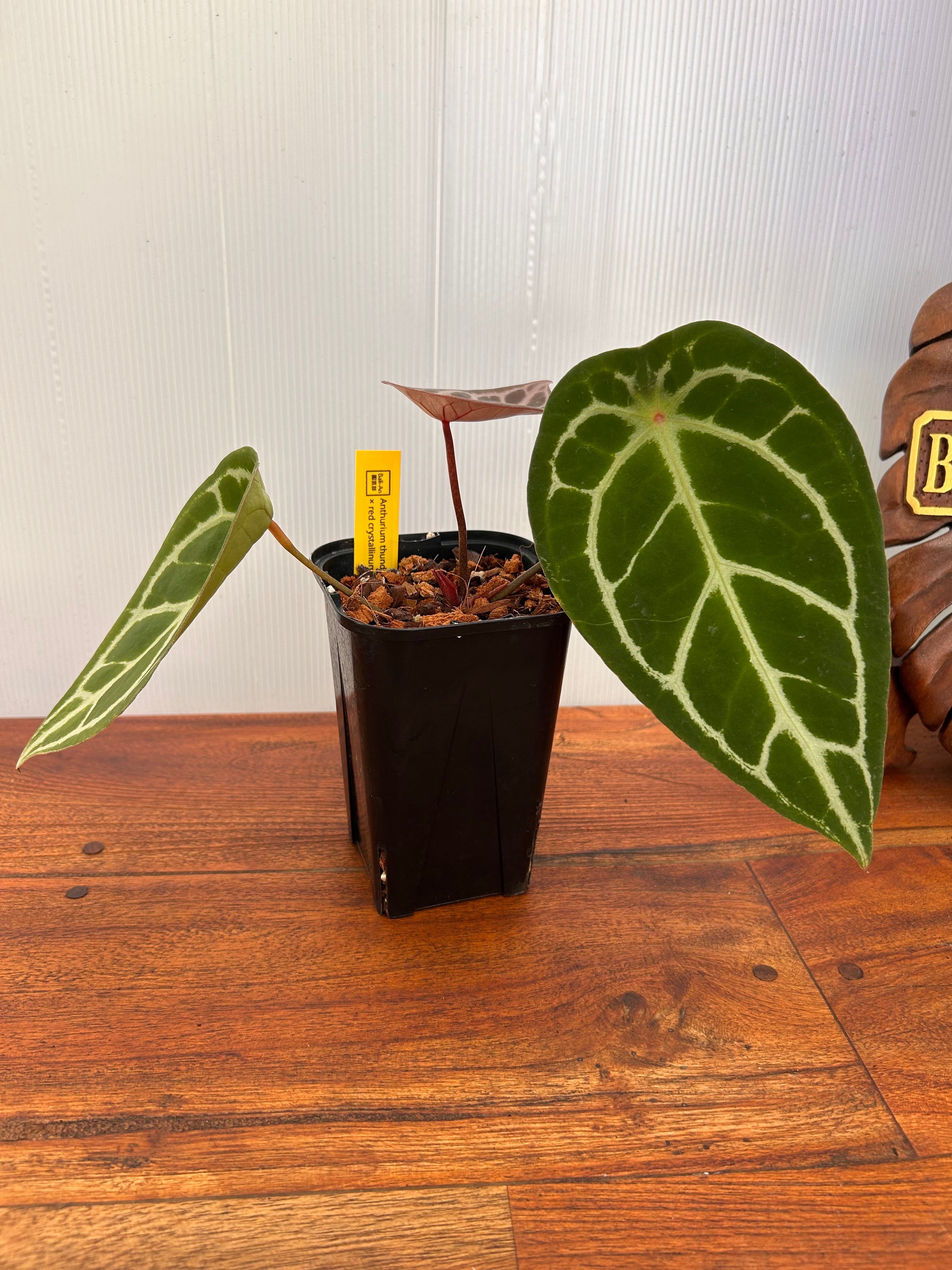 Anthurium | BALI-AN 園芸