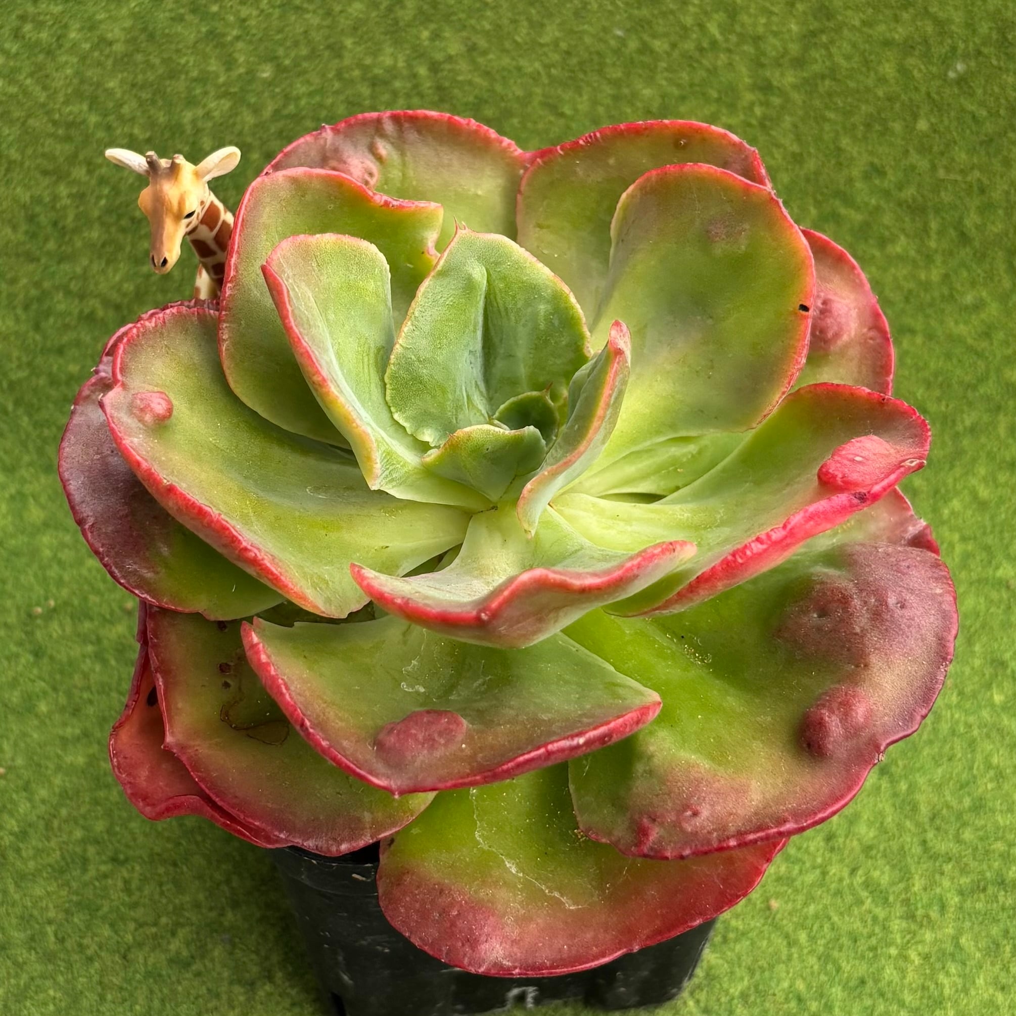 ストリクチフローラノヴァ | 多肉植物 豆彦商店