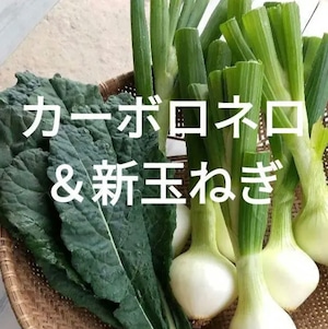 季節のお野菜BOX 和歌山県紀の川市産