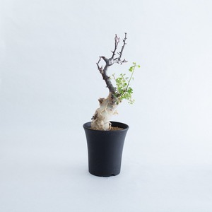 【新着】Commiphora kataf【店主コレクション株・芽吹き開始】コミフォラ カタフ_1