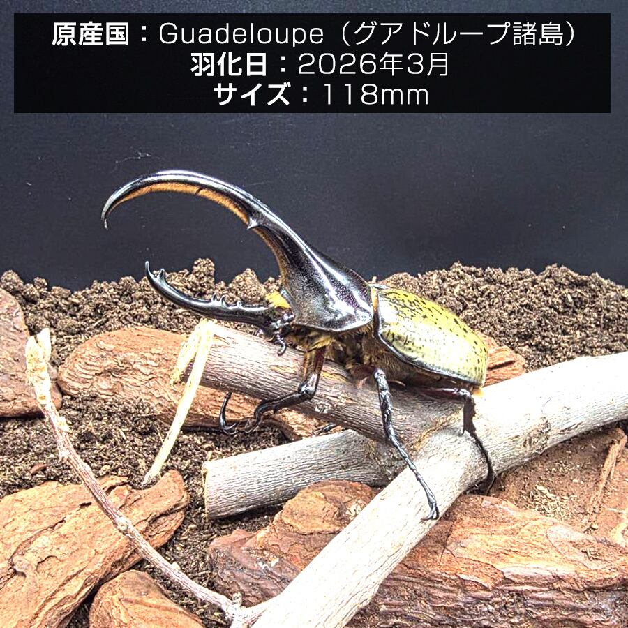 伝説の七節】ロードハウナナフシに酷似のトゲアシフトナナフシオバケ
