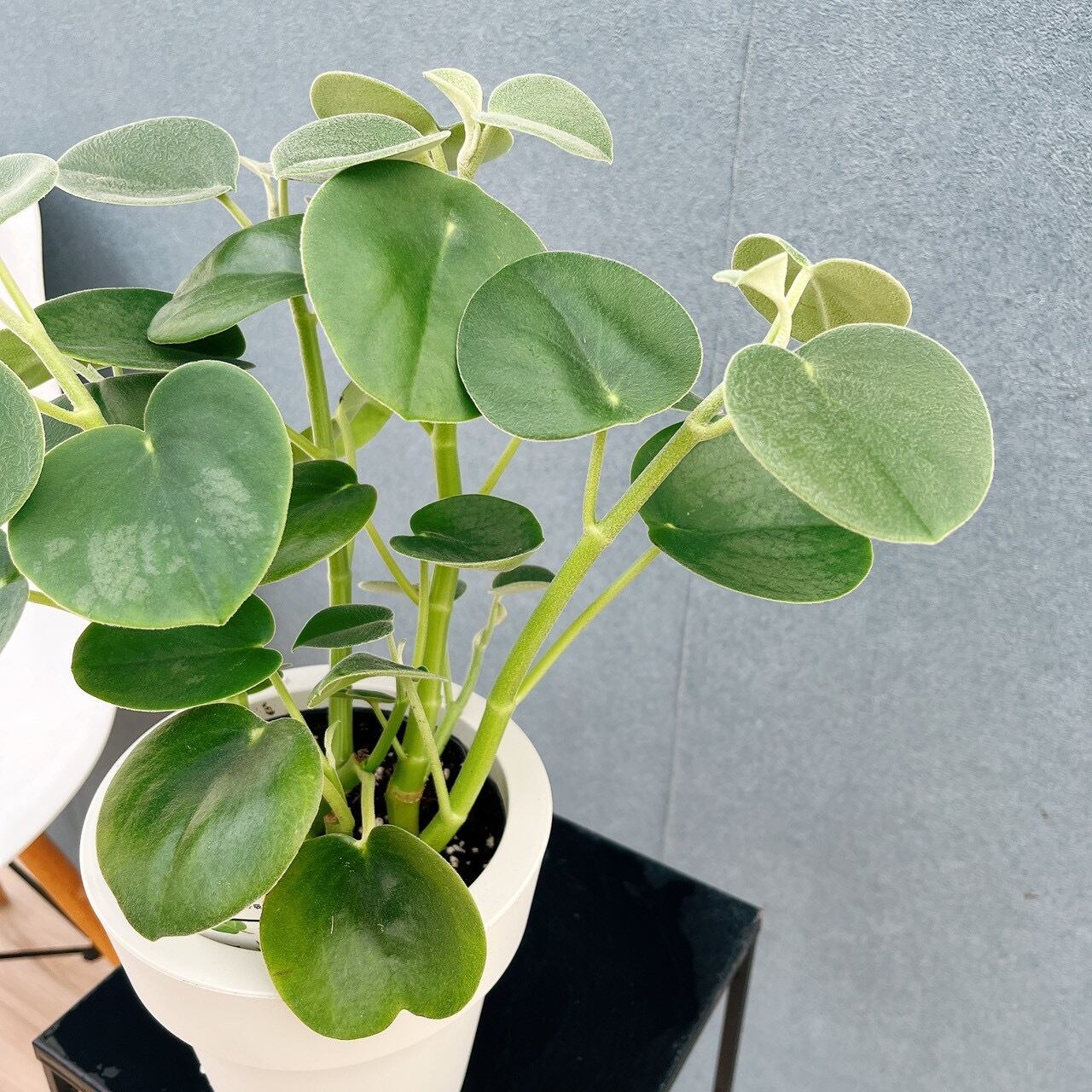 現品］【希少】♡かわいい♡ 2番 ペペロミア ホバリア 5号 観葉植物